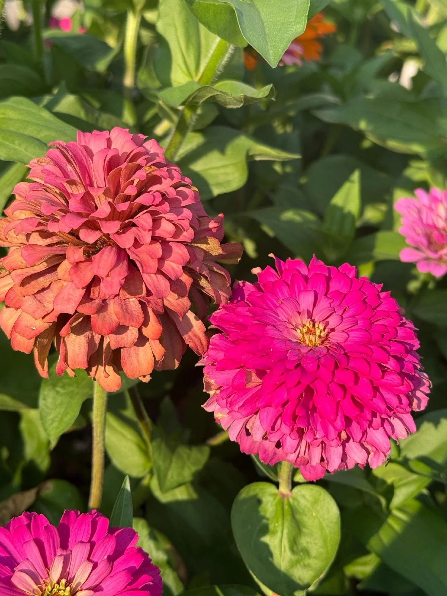 Close-up of pink and orange zinnia flowers with green leaves.