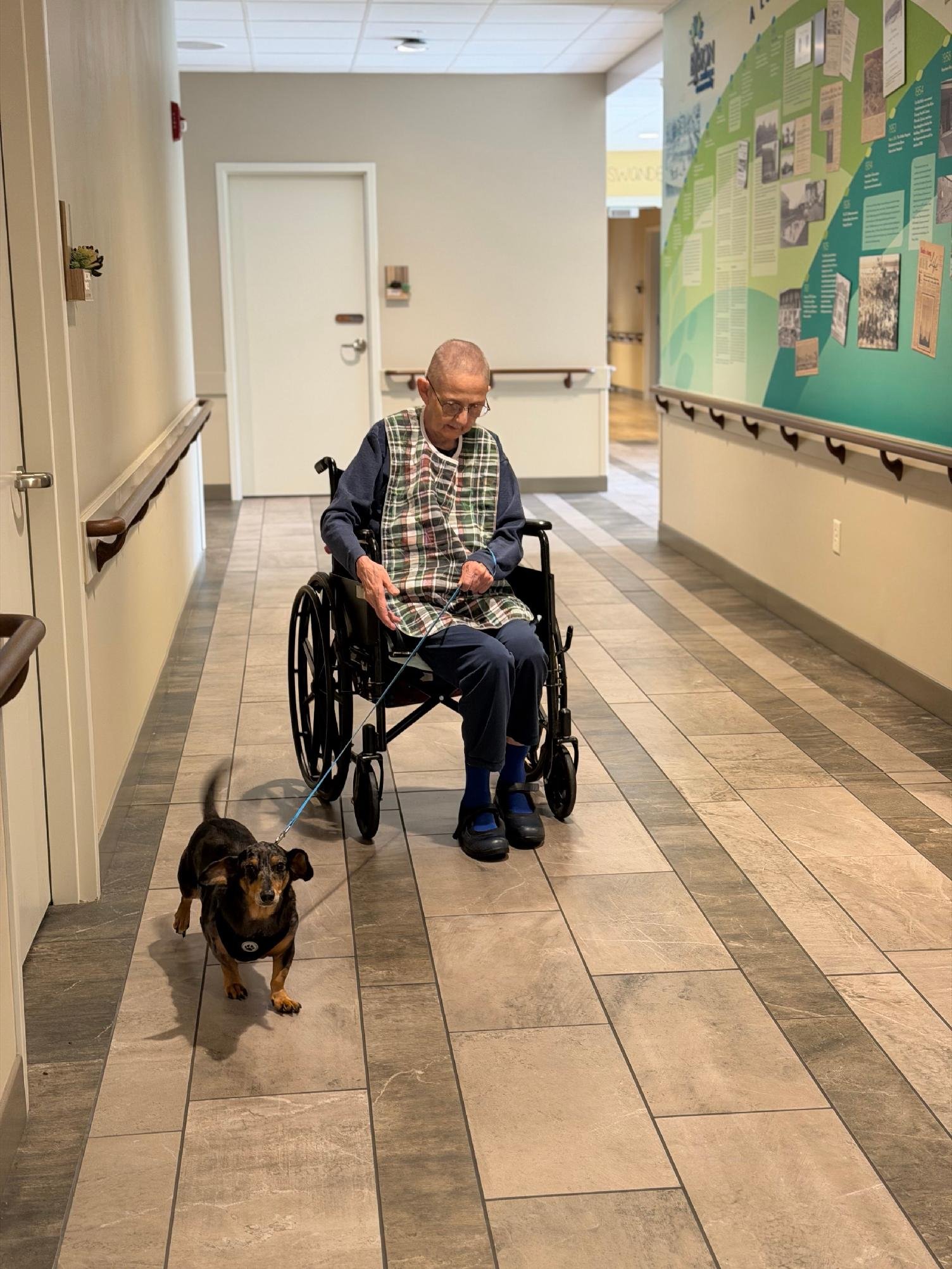 An elderly man in a wheelchair holding a leash attached to a small brown and black dog walking through a hospital or care facility corridor. The man is wearing glasses, a dark blue sweater, and a plaid blanket over his lap. The corridor has beige wal