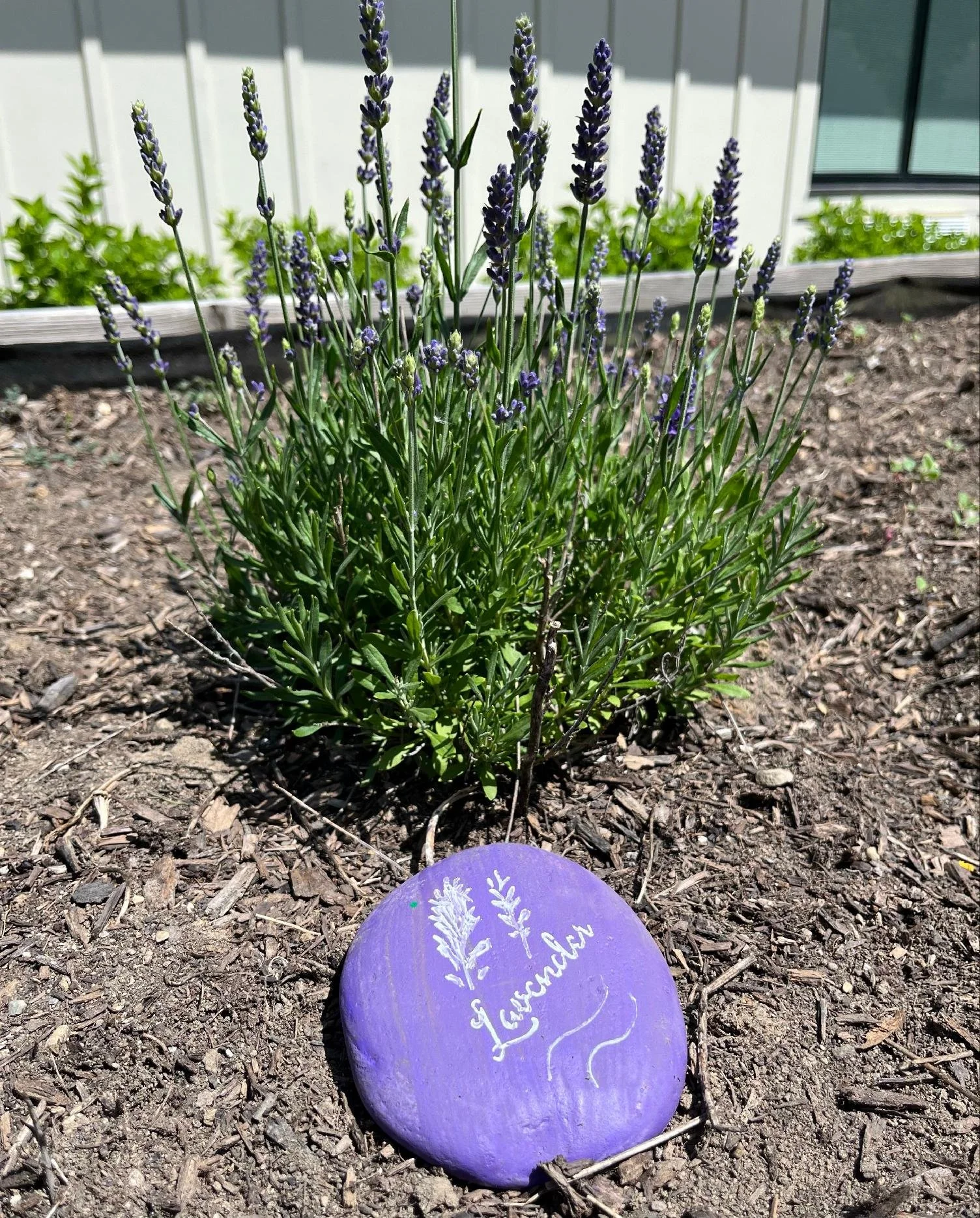 Lavender plant growing in soil with a purple painted rock in front that has white writing and drawing on it.