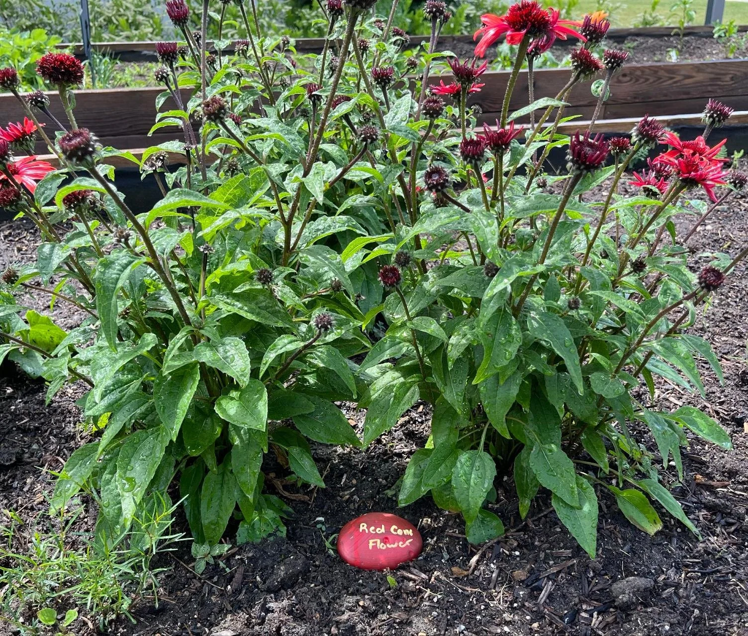 A garden bed with red coneflowers (Echinacea purpurea) in bloom, surrounded by green leaves and soil, with a small red rock marker that reads "Red Cone Flower."