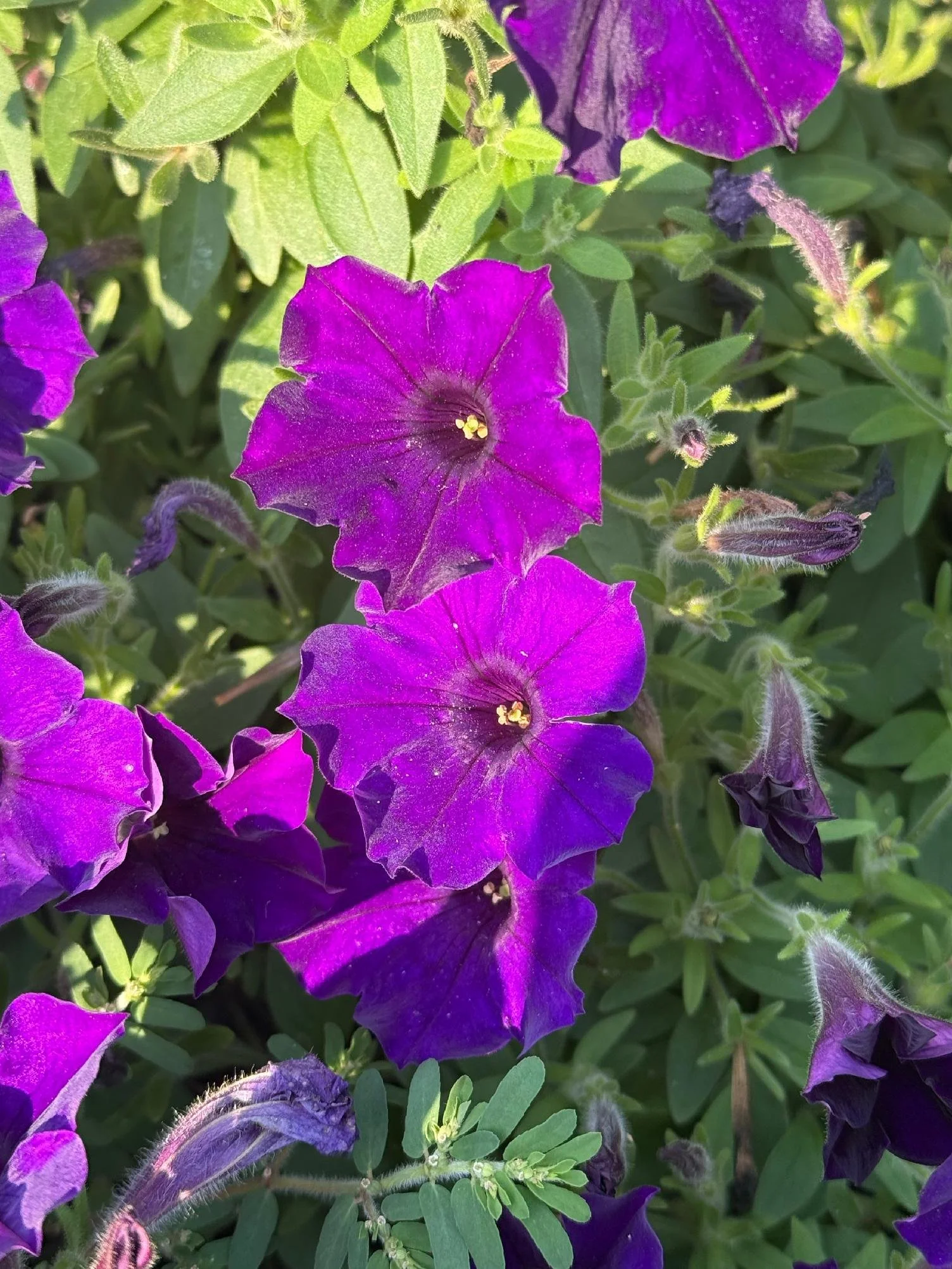 Close-up of purple and violet petunias in a garden, with green leaves and flower buds visible.
