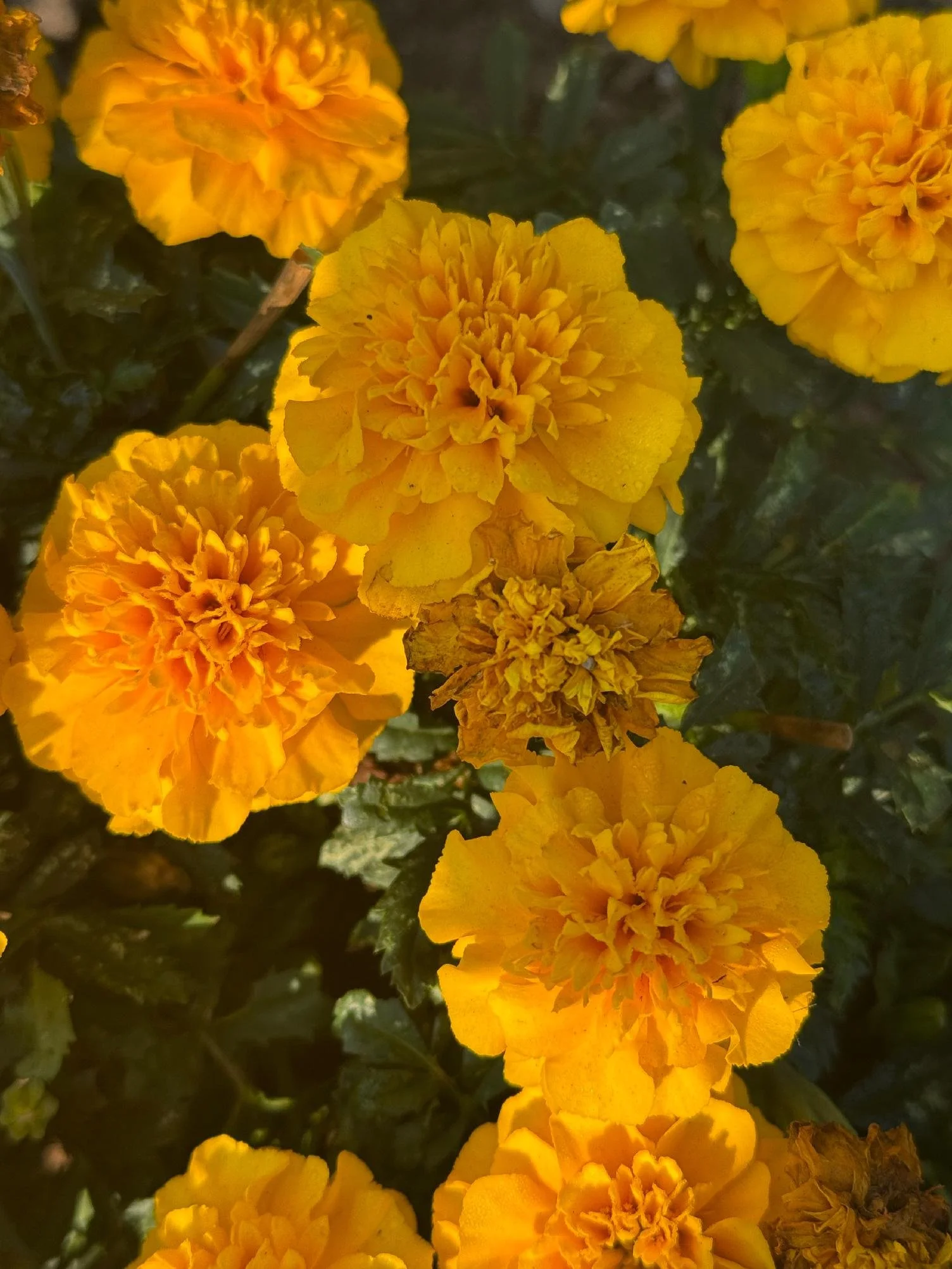 Close-up of vibrant yellow marigold flowers in bloom with dark green leaves in the background.