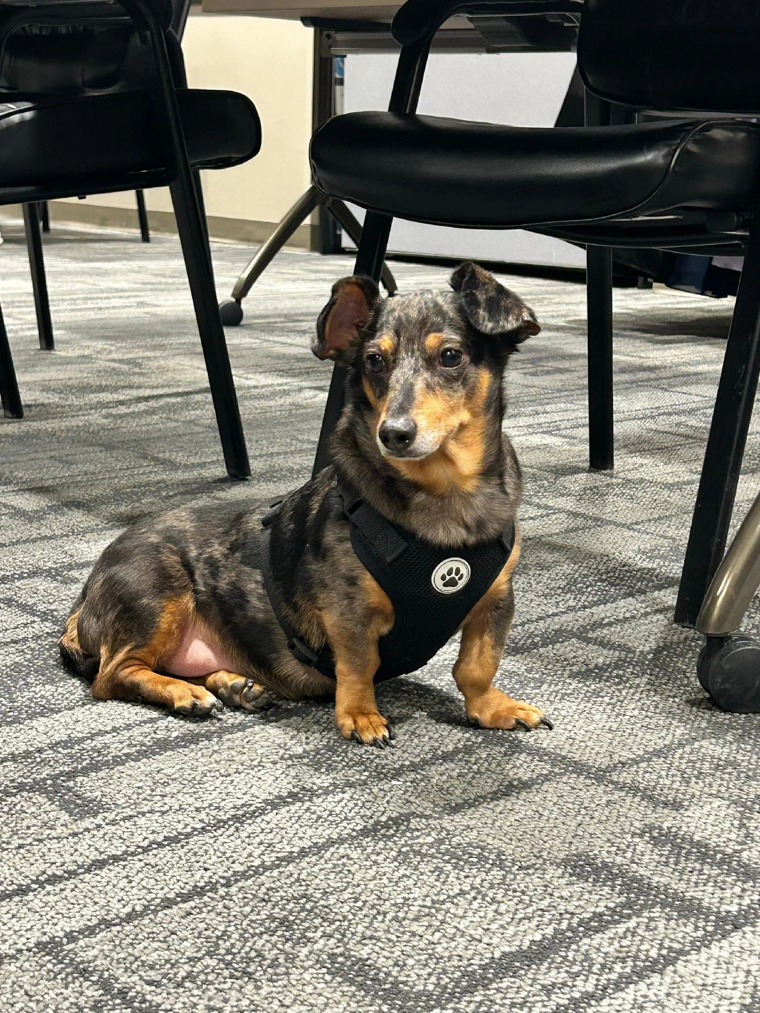 A small, multi-colored Dachshund dog with a harness, sitting on a carpeted floor in an indoor setting under chairs and a table.