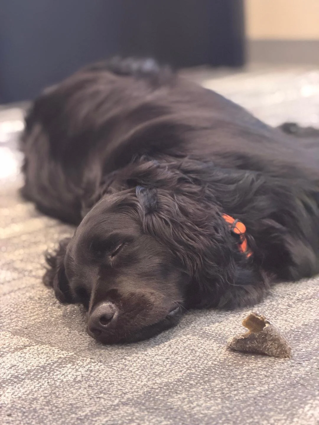 A black puppy with long, wavy fur sleeping on a gray carpet next to a small piece of a bone.