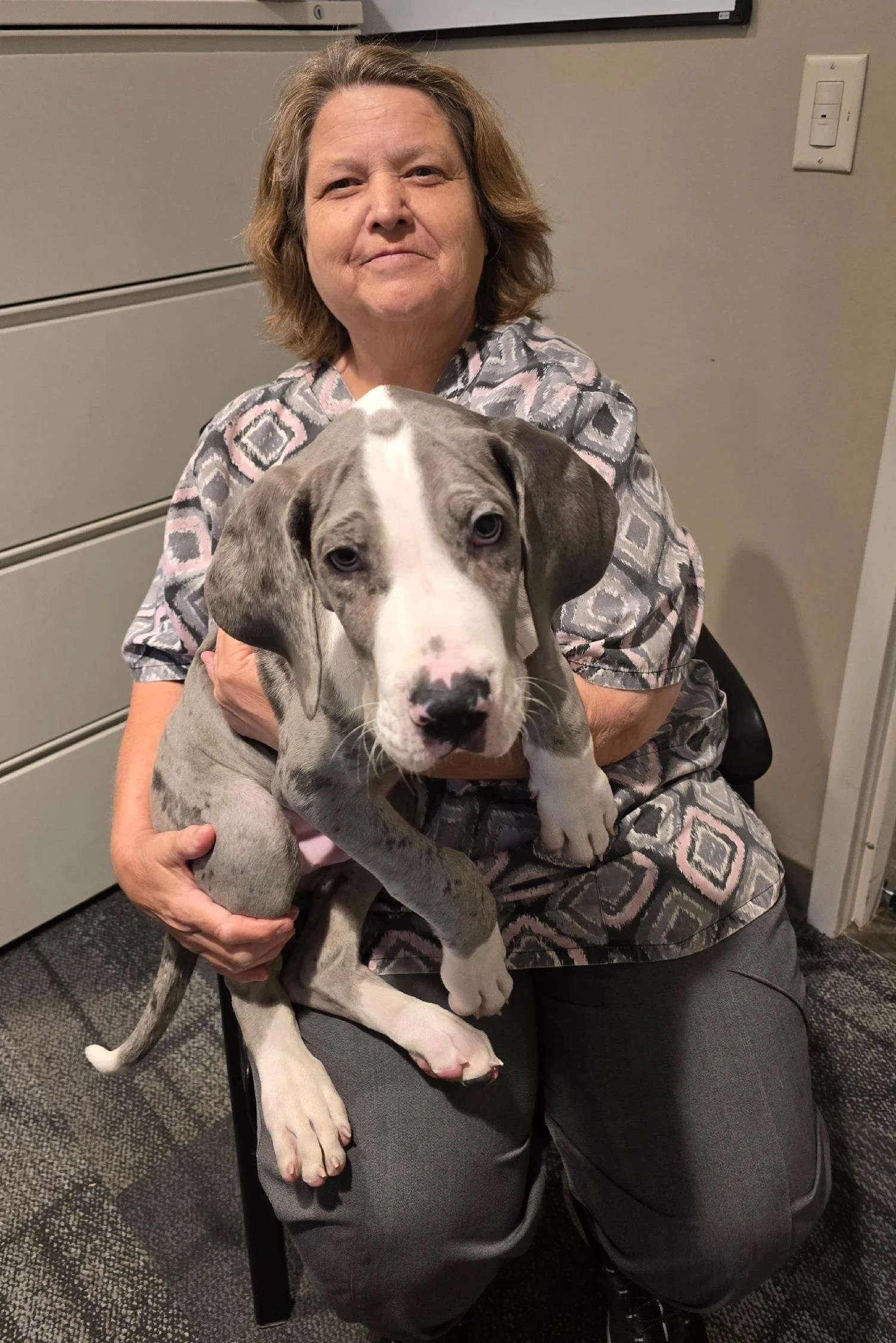 A woman sitting in a chair holding a Great Dane puppy. The woman has light brown, shoulder-length hair and is wearing a patterned shirt. The puppy is gray and white with floppy ears, looking directly at the camera, with one ear slightly folded.