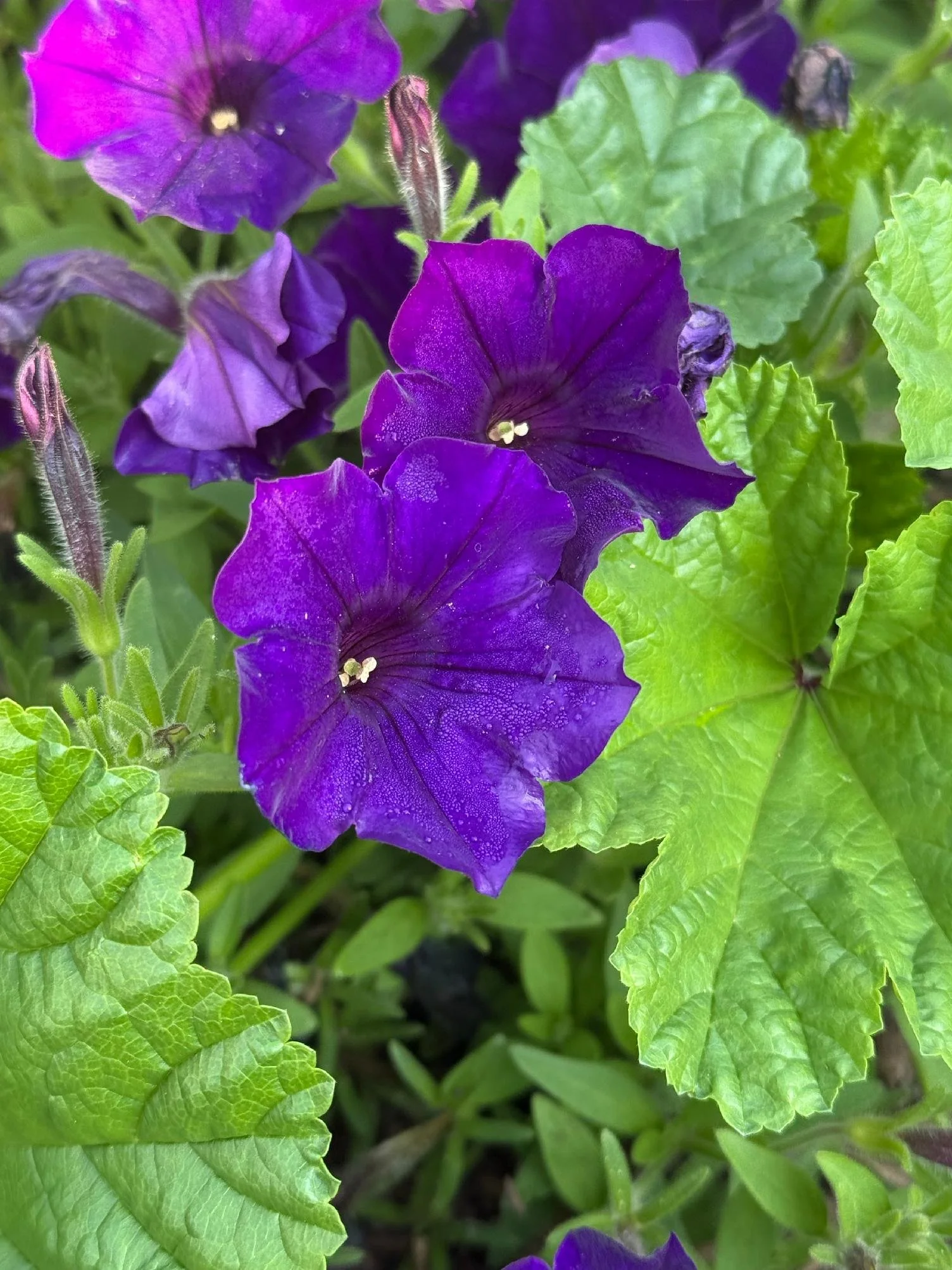 Close-up of purple morning glory flowers surrounded by green leaves.