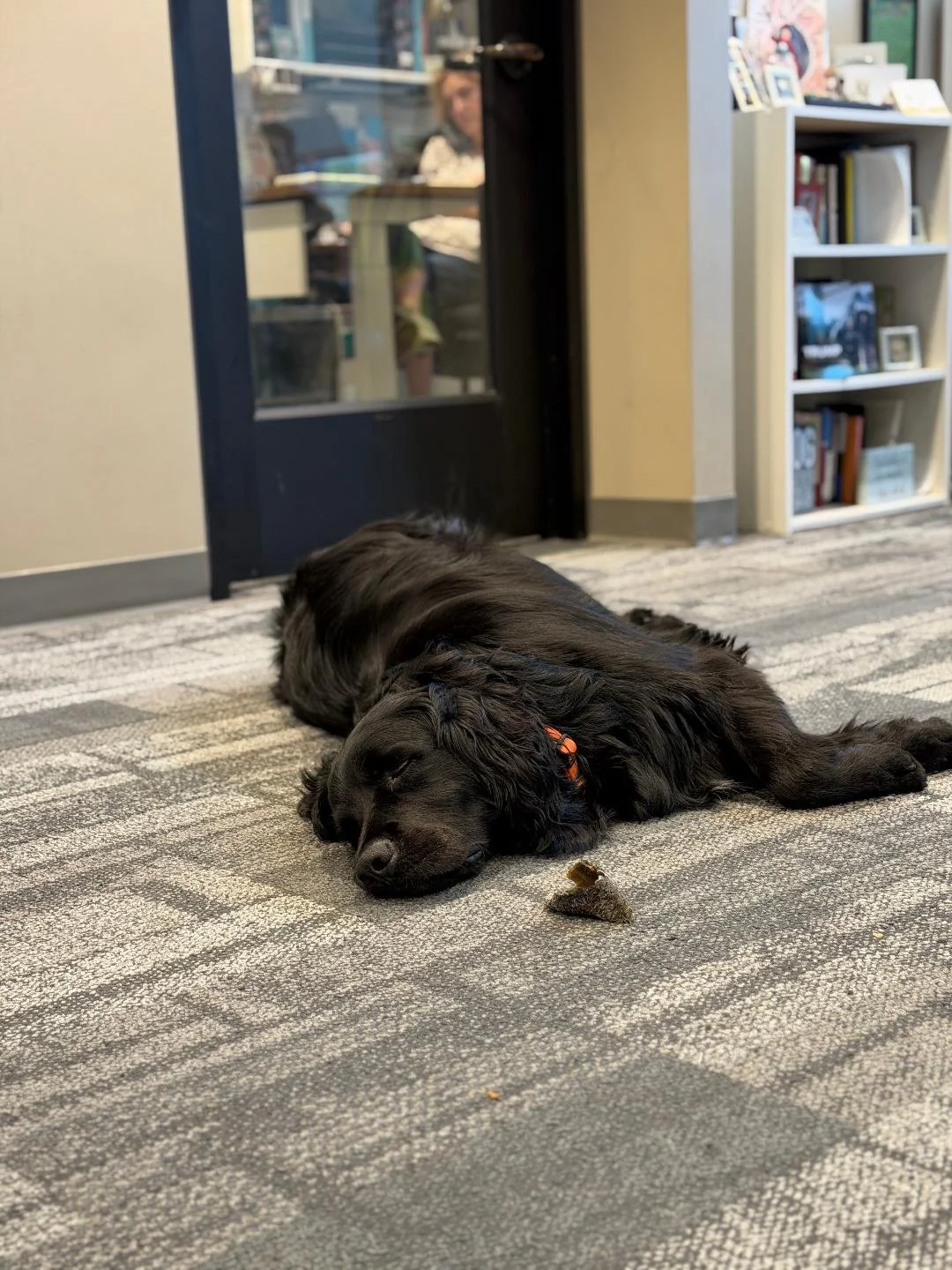 A black puppy with orange collar sleeping on a gray patterned carpet near a door with glass window, with an office background.