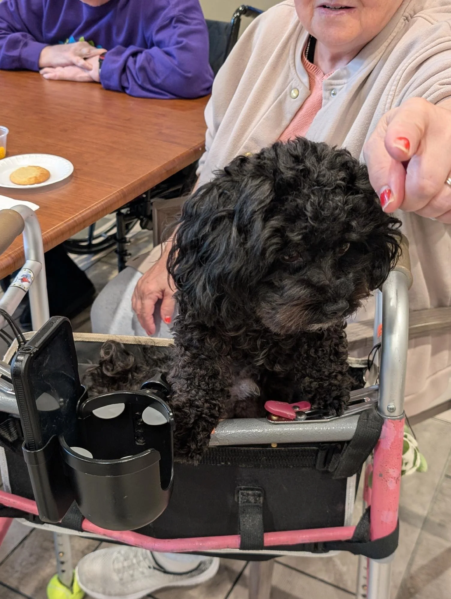A black curly-haired puppy sitting in a wheelchair in front of an elderly woman and another person at a table with snacks.