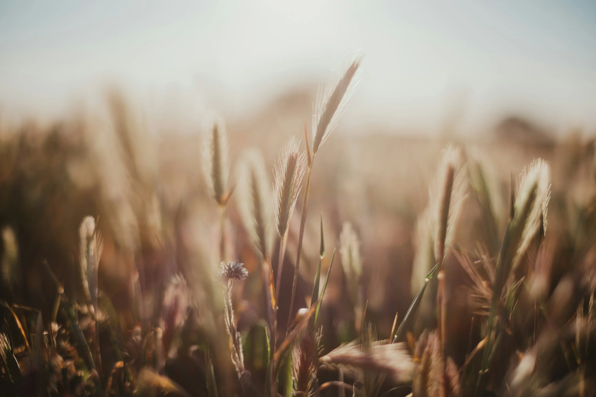 Close-up of wheat stalks in a field with a bright sky in the background, showing golden and beige hues.