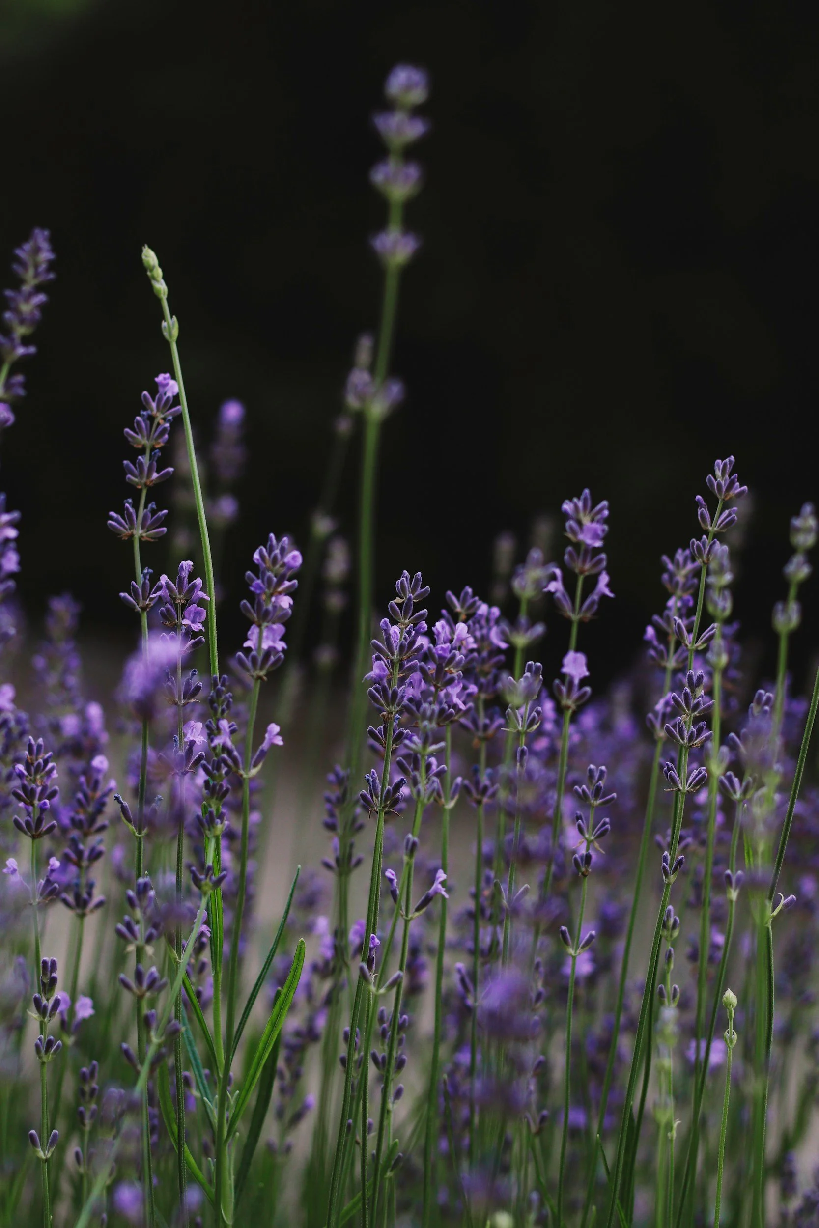 Close-up of purple lavender flowers with green stems against a dark background.