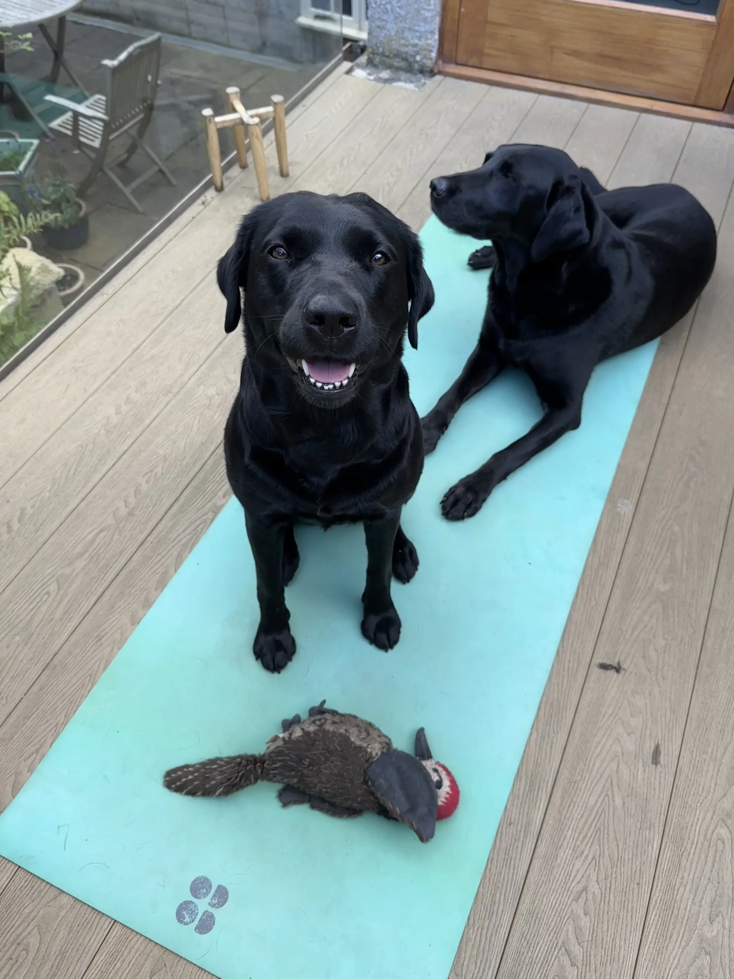 Two black Labrador dogs, one sitting and one lying down on a blue yoga mat on a wooden deck, with a dog and her toy