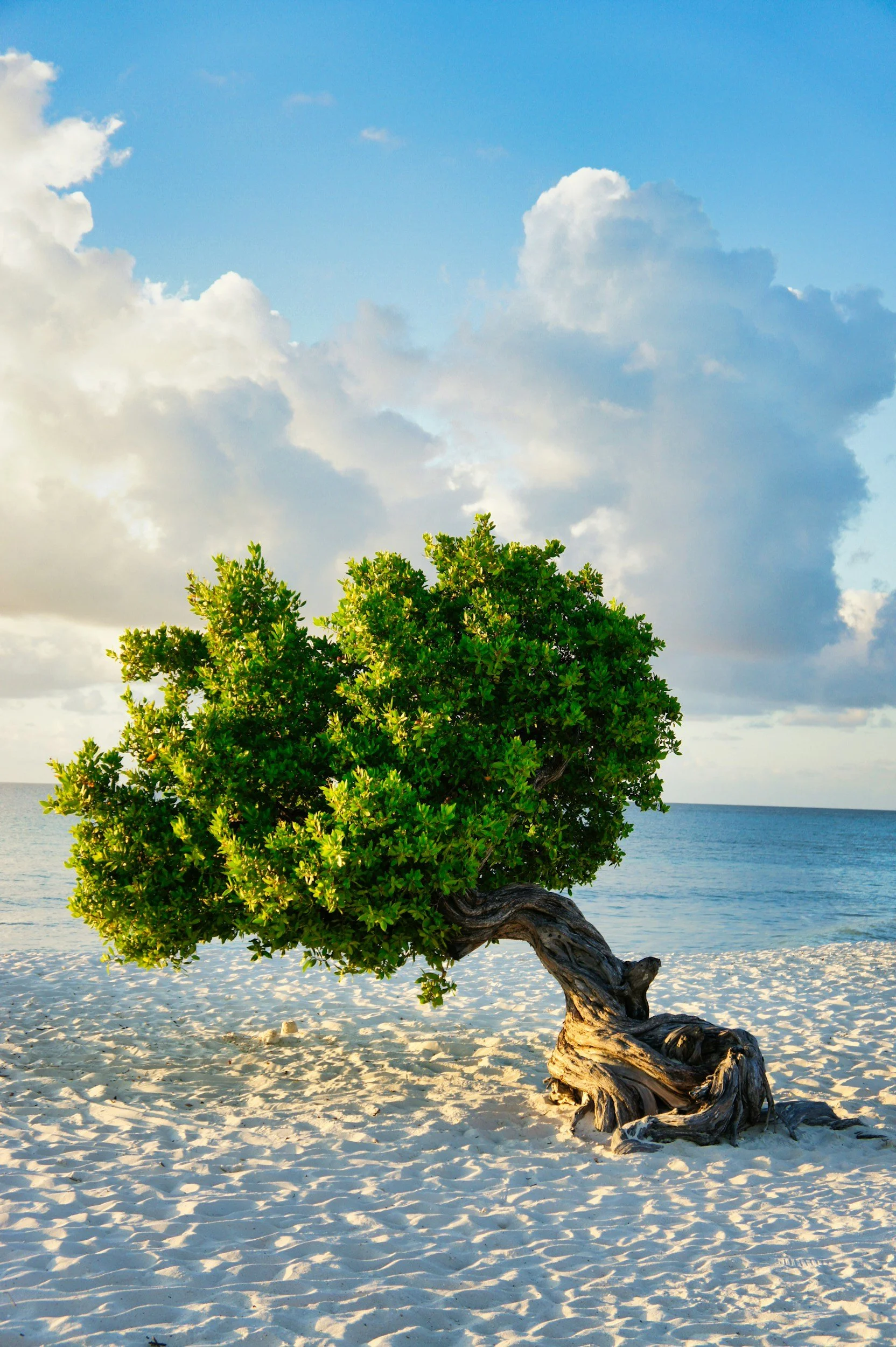 A divi divi tree with lush green foliage growing on a sandy beach near the ocean, under a bright blue sky with some clouds.