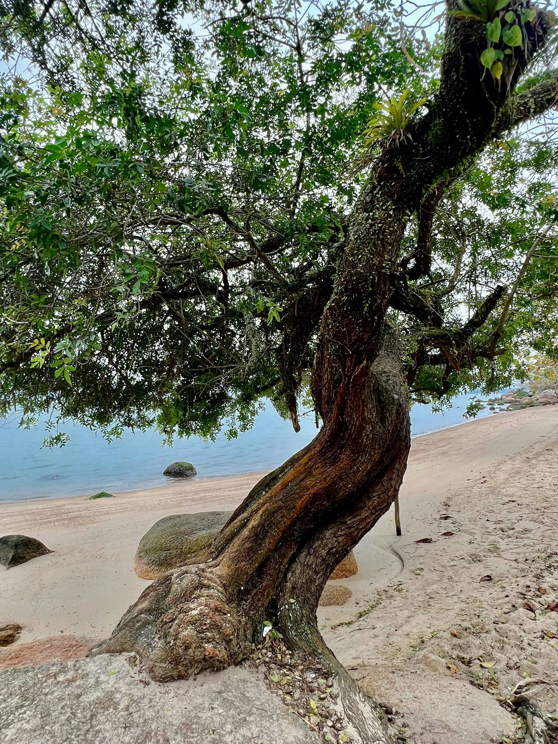 Tree near a sandy beach by the water, with rocks and foliage in the background.