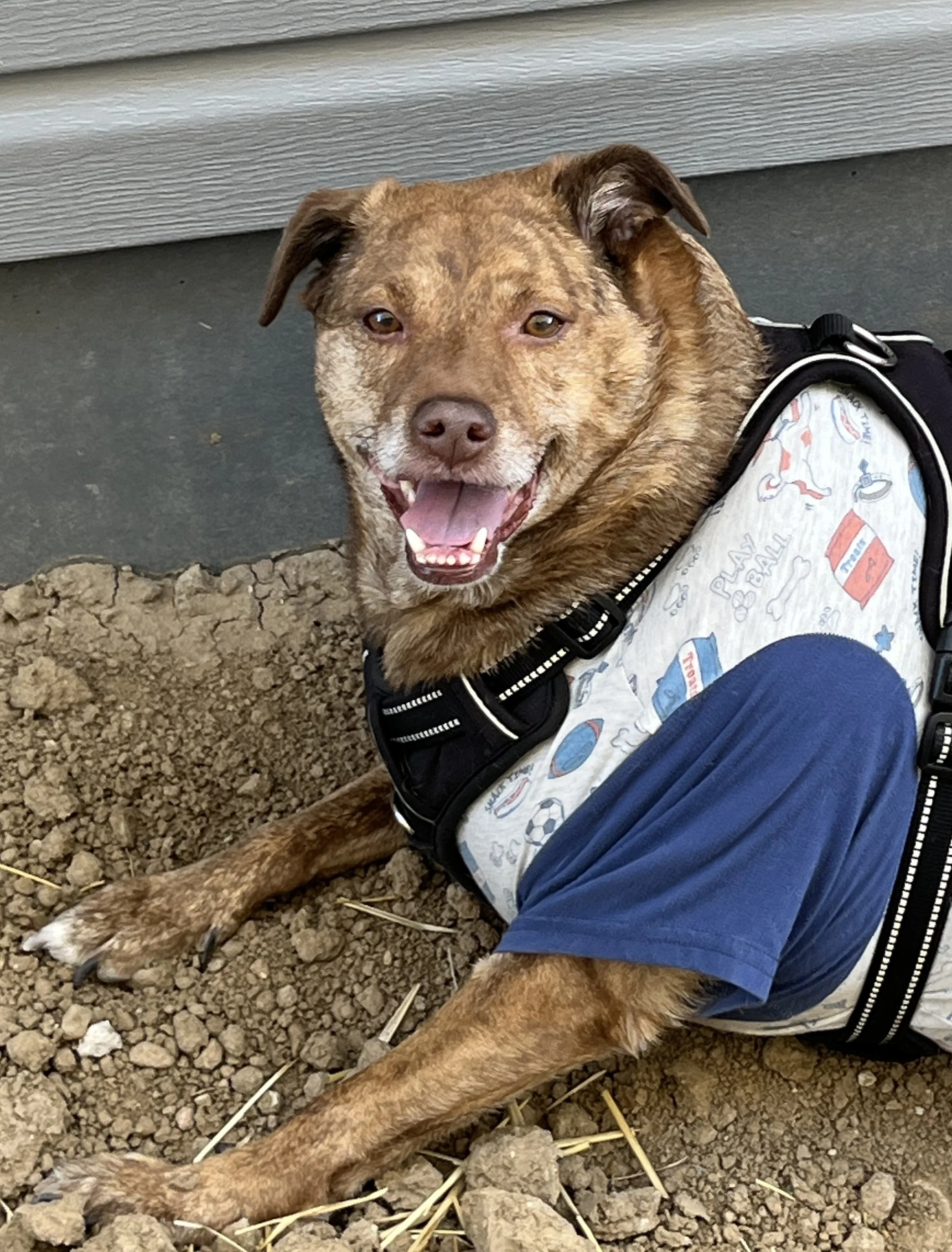 Brindle color adult dog with floppy ears and a wide, open mouthed smile looking at the camera. Bonus, dog is wearing a fun t-shirt under the harness.