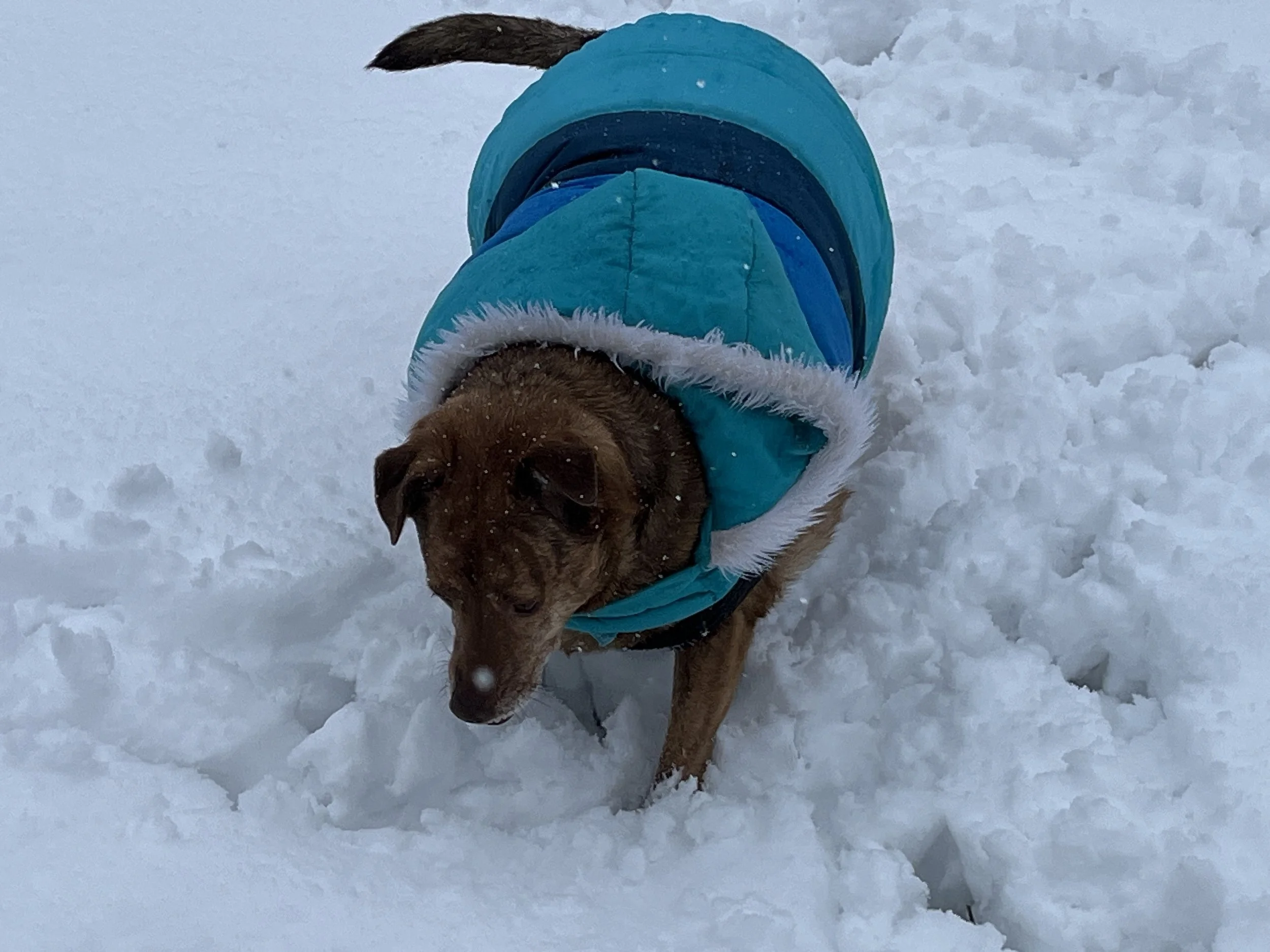 Brindle dog in a blue puffy coat outside in snow