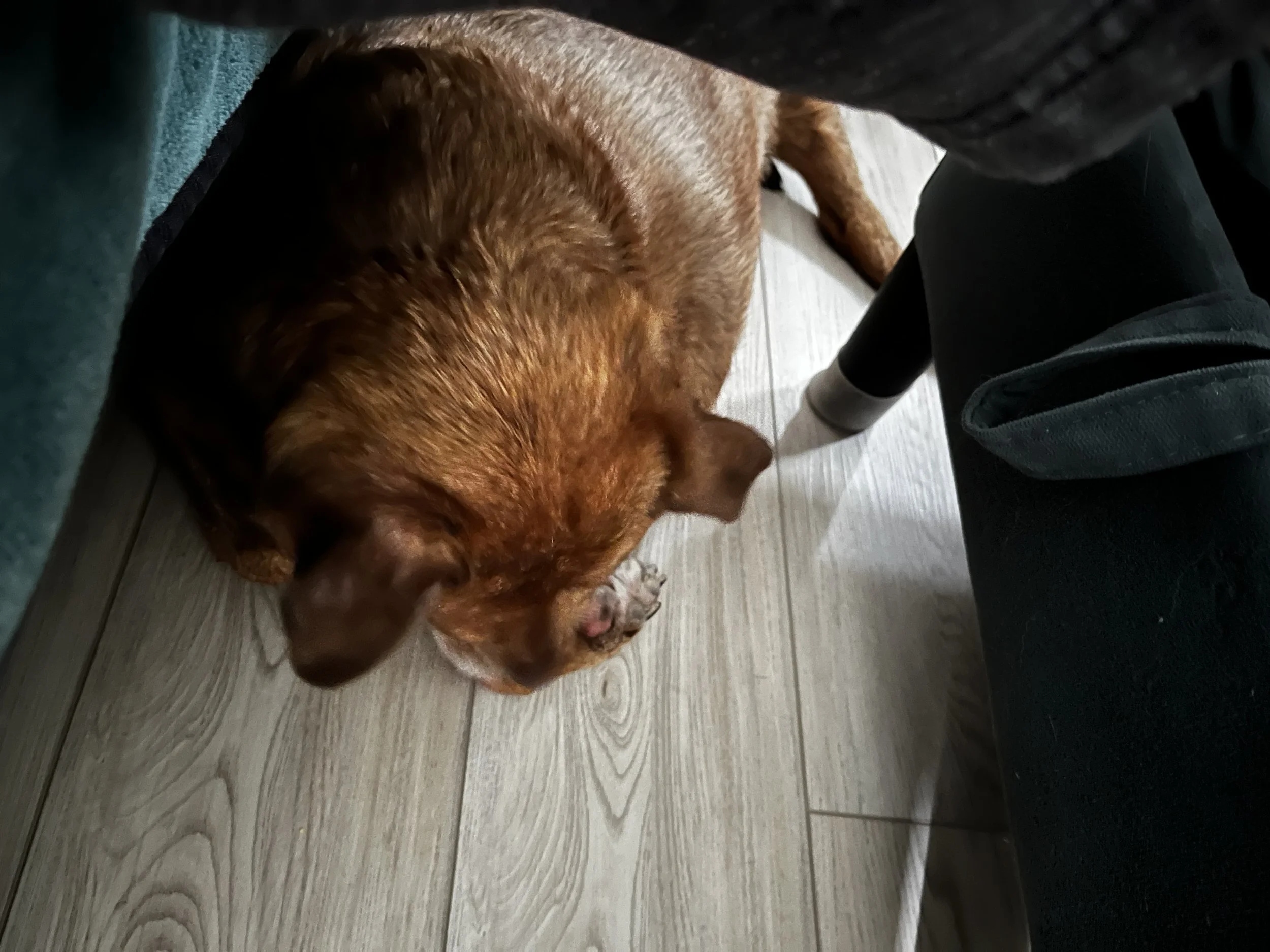Brindle brown dog tucked under a human's legs that are extended onto an ottoman.