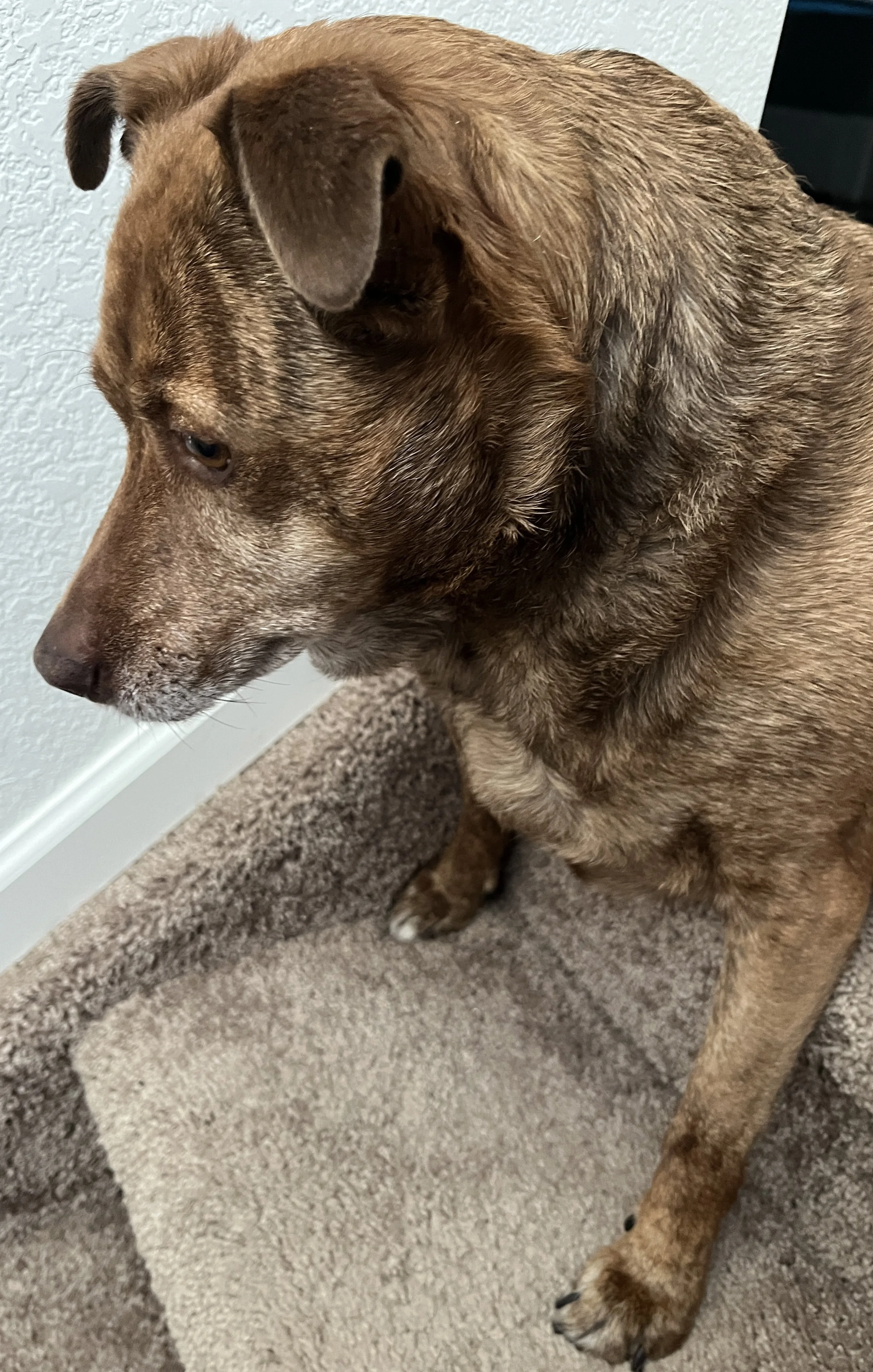 Adorable adult dog looking alert with a small smile with brindle fur sitting on stairs with paws a step down.