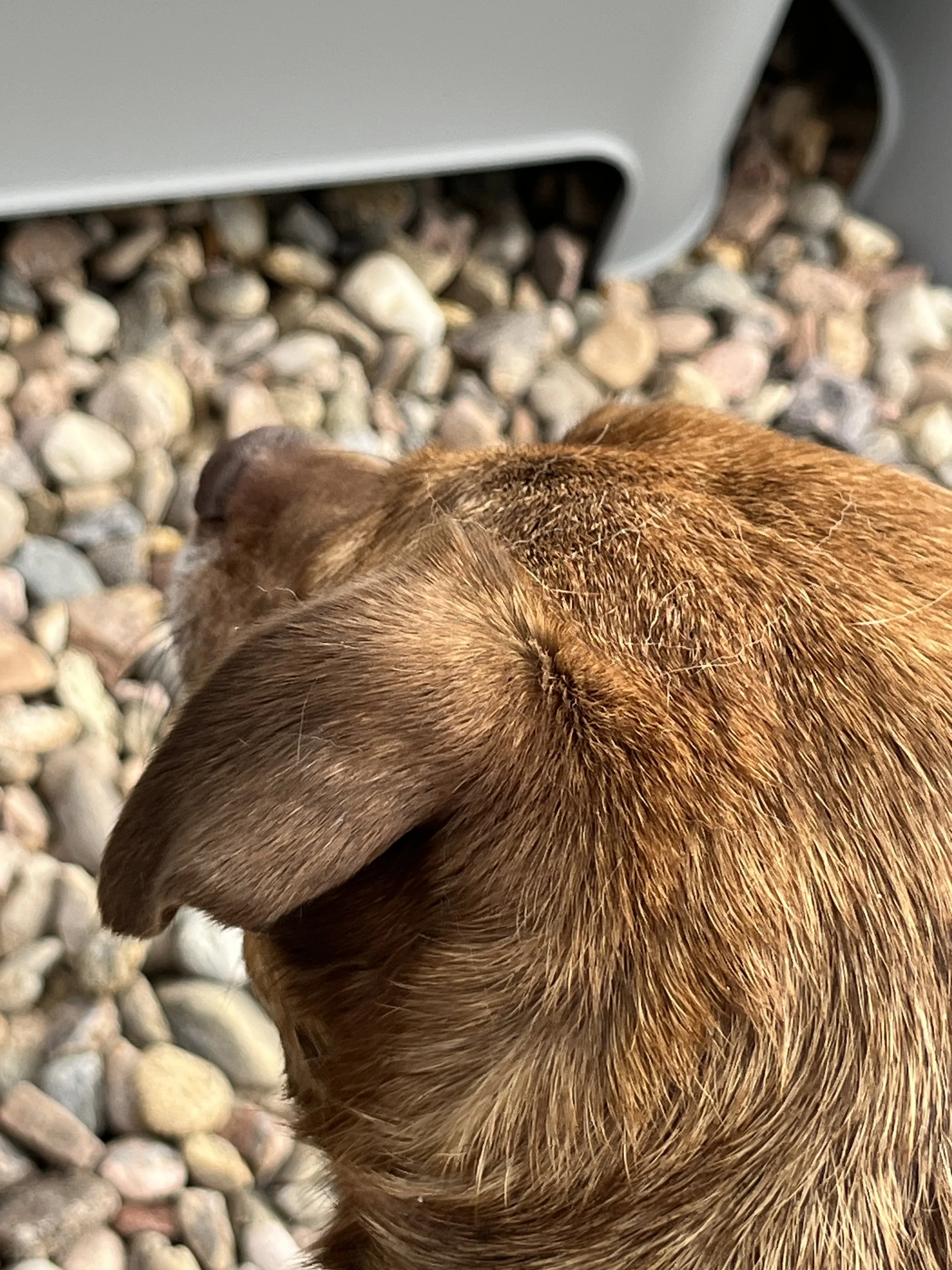 Closeup of a brindle fur dog's head showing floppy ears and loose shedding fur