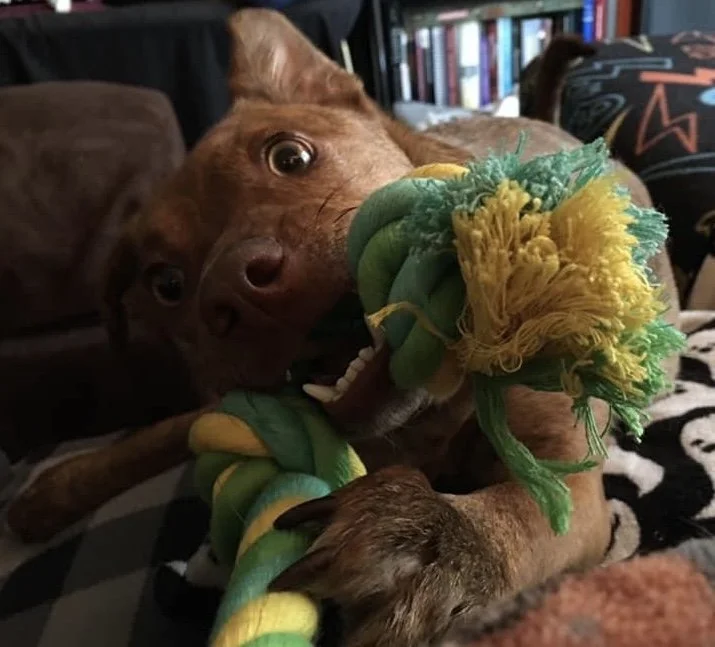 Brindle puppy playing with a rope toy staring right at you with floppy ears up