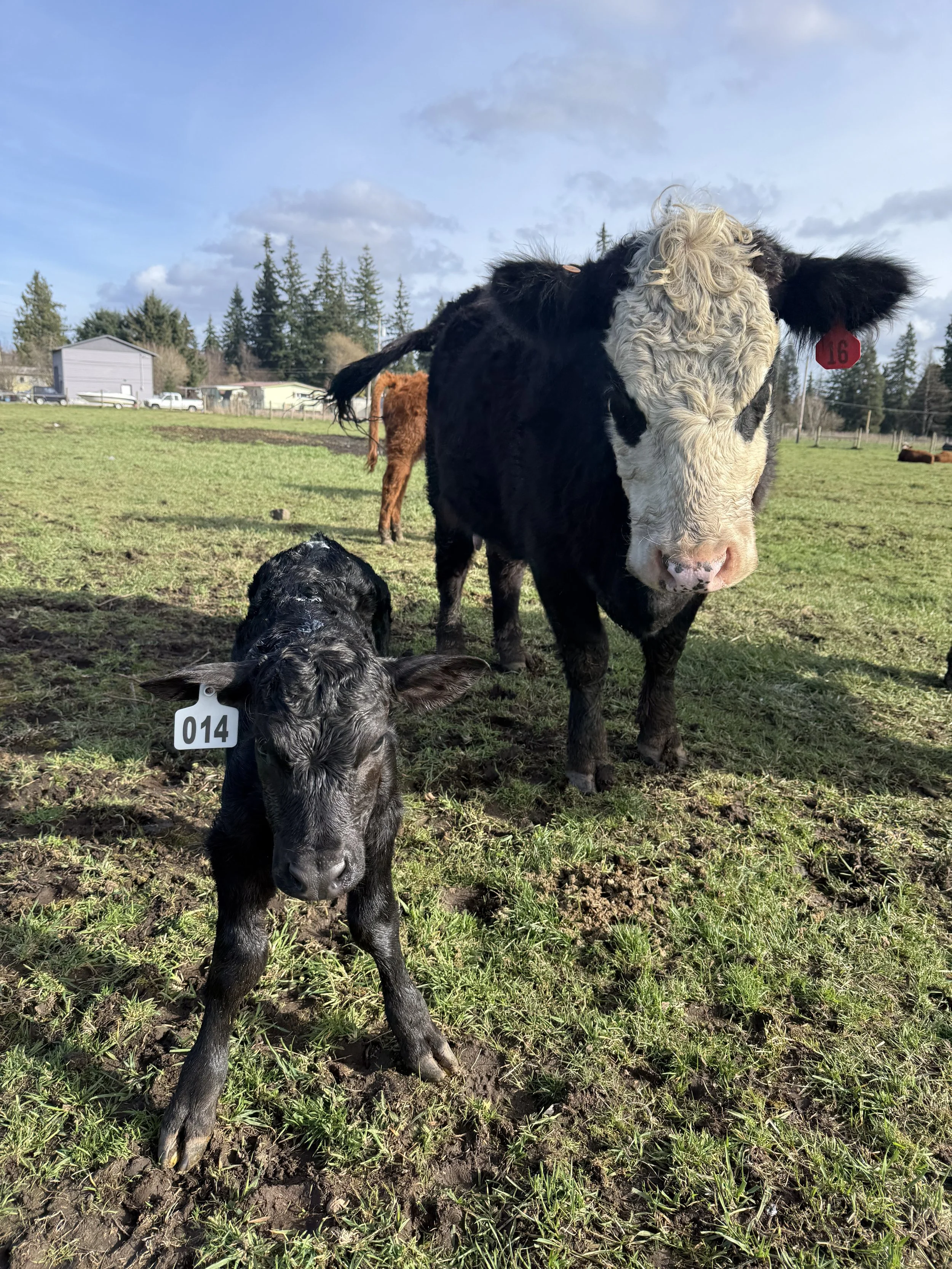 Calf with black and white coloring standing on grassy field, ear tag number 014, in front of larger cow with similar coloring and ear tag 16, with a farm and trees in the background under a blue sky with clouds.
