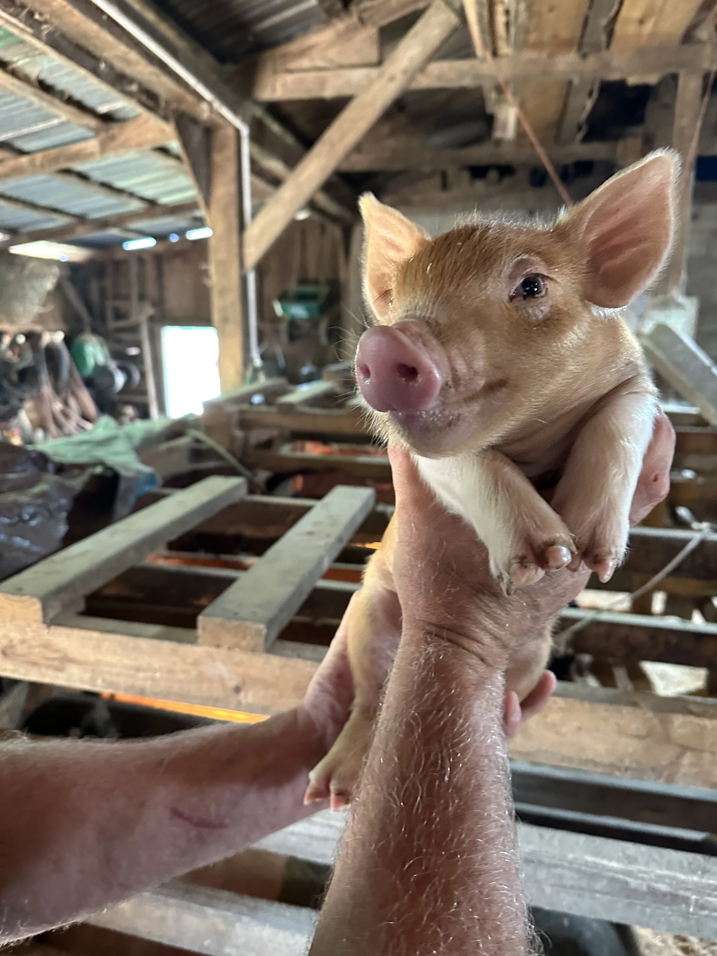 A person holding a small, light brown piglet inside a barn with wooden beams and shelves in the background.