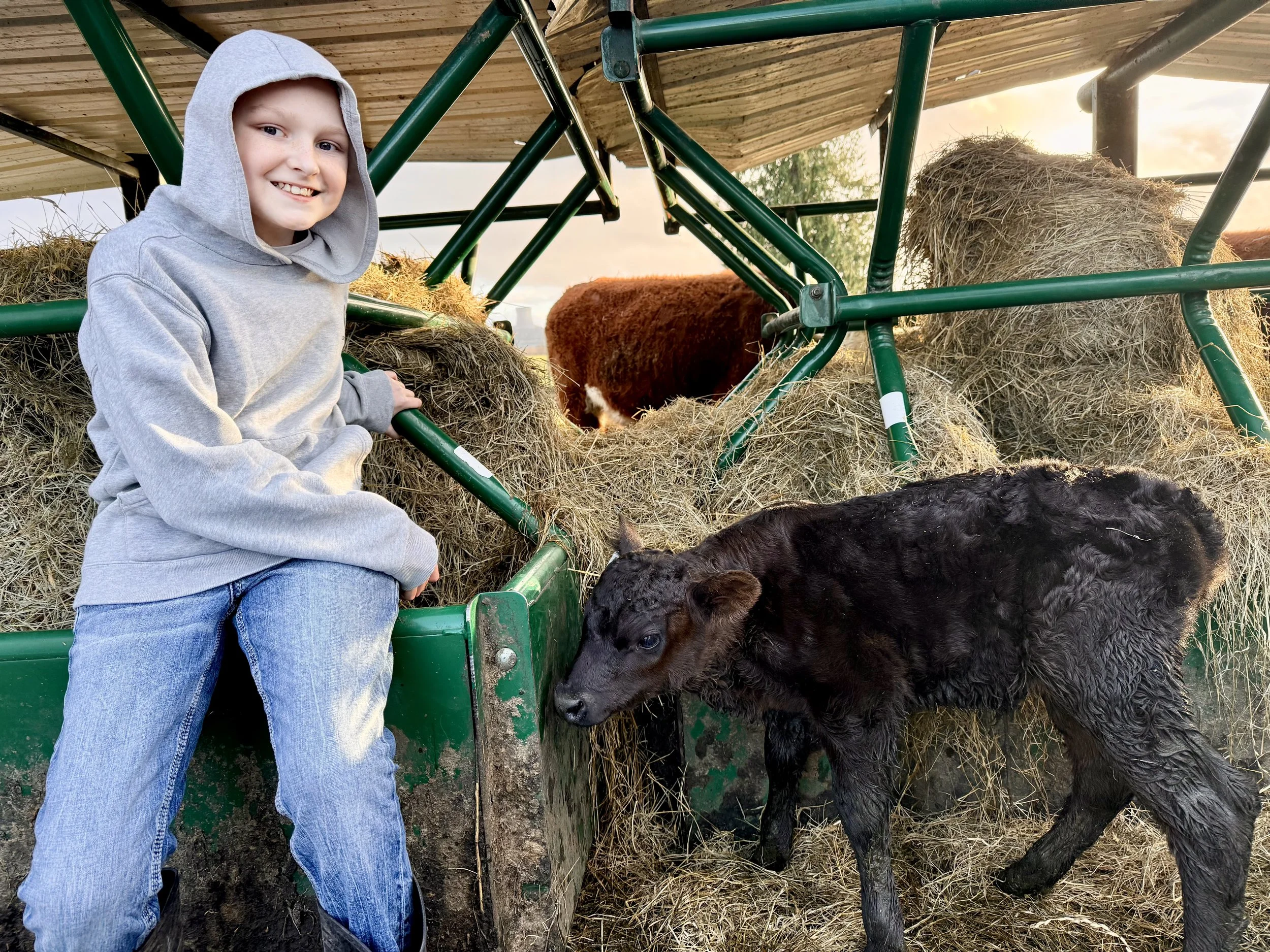 A young boy wearing a gray hoodie and blue jeans kneels next to black and brown calves in a barn with hay, green metal fencing, and wooden roof panels visible in the background.