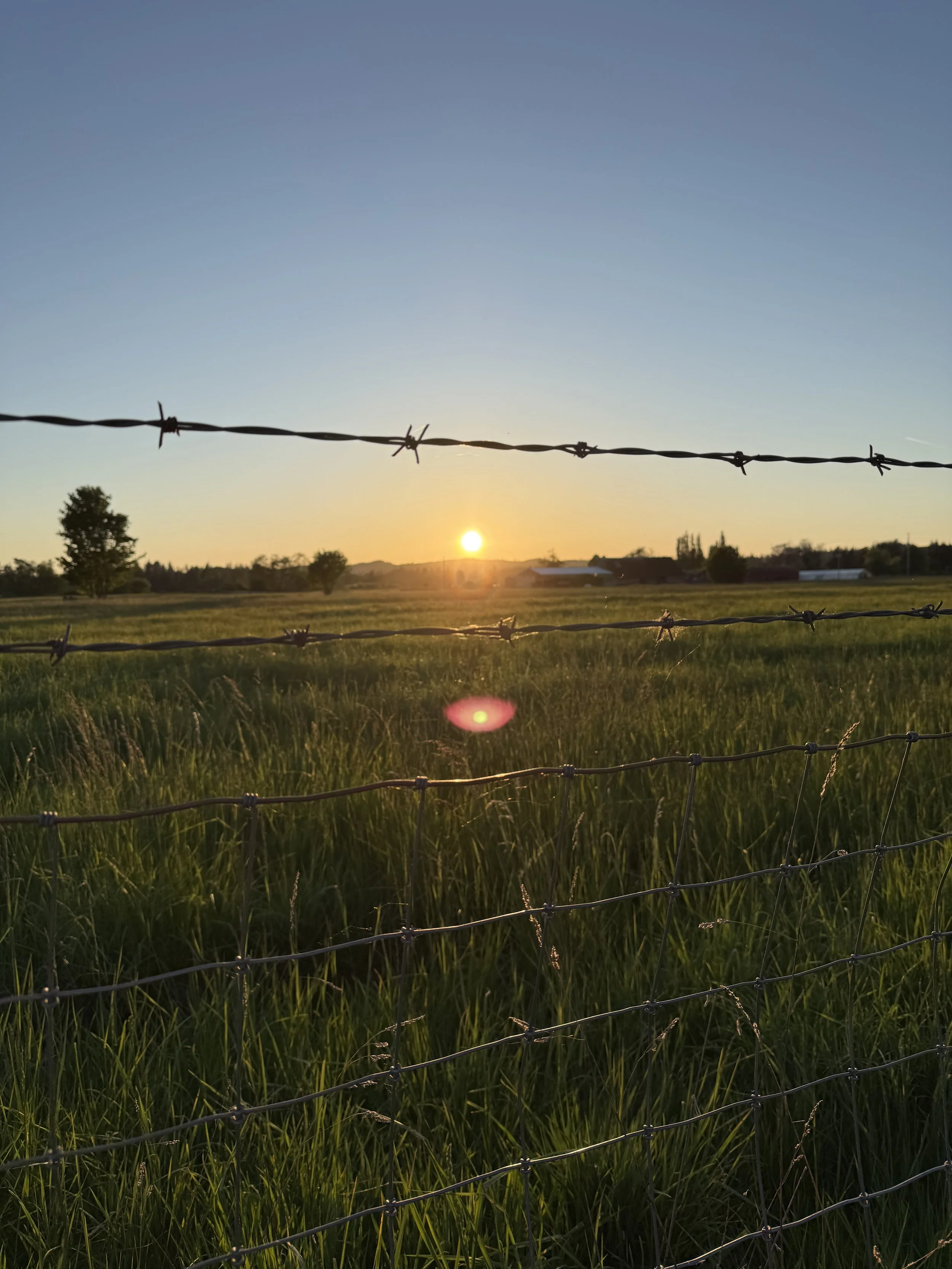 A sunset over a grassy field with trees and farm buildings in the distance, viewed through barbed wire fencing.