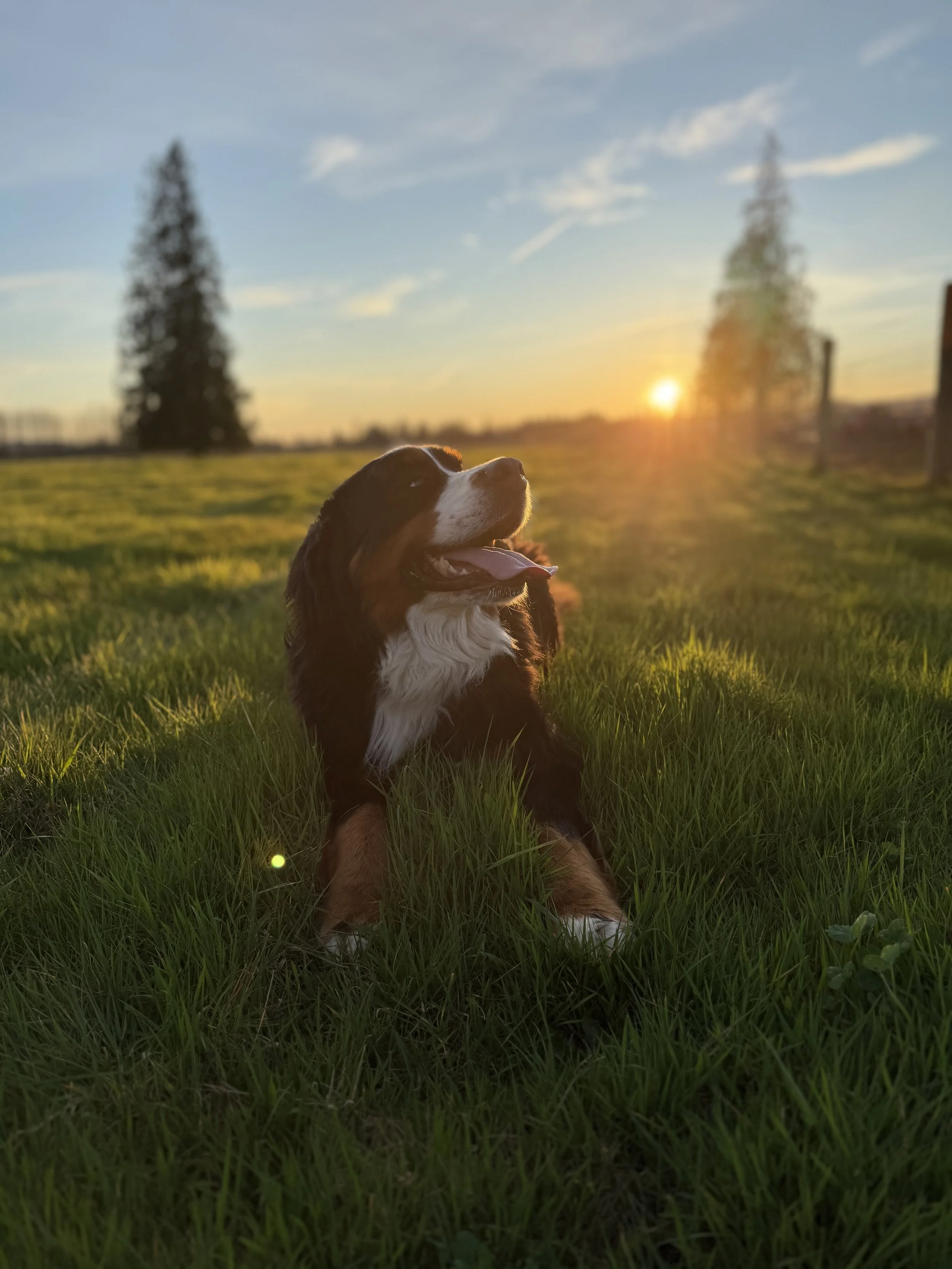 A happy Bernese mountain dog sitting on green grass during sunset with a sky and trees in the background.