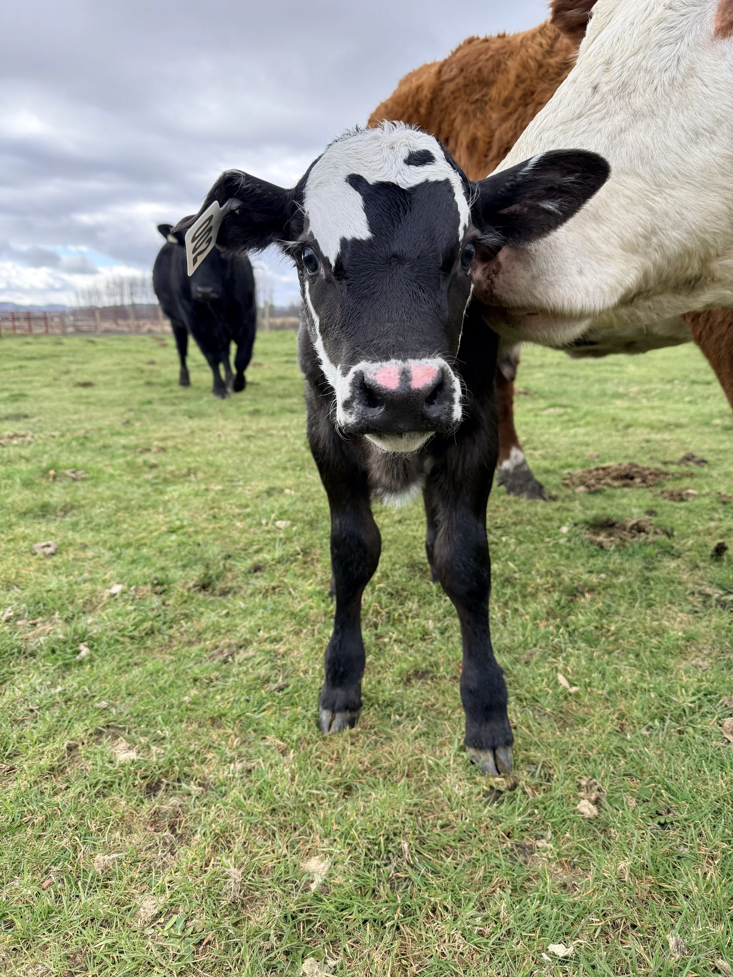 Close-up of a black and white calf standing on green grass, with a brown and white cow behind it in a farm field under a cloudy sky.