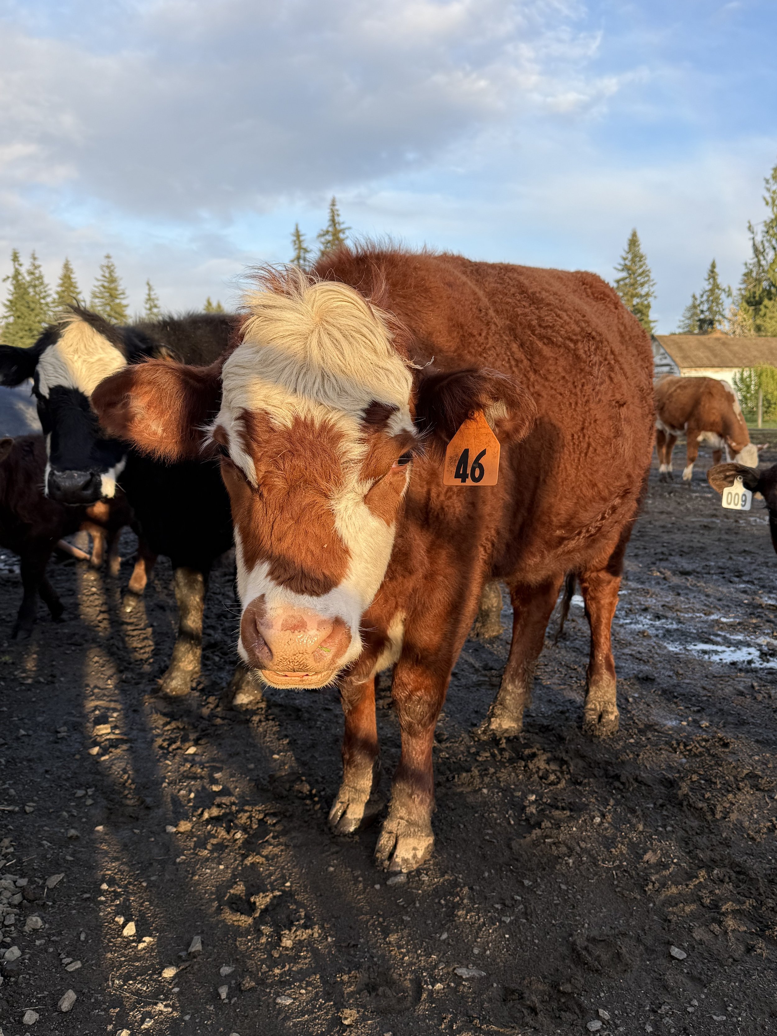 A close-up of a group of cows, with one cow in the foreground having a reddish-brown coat and a white face, wearing an orange ear tag with the number 46. The background features more cows and a rural landscape with trees, a building, and a cloudy sky.