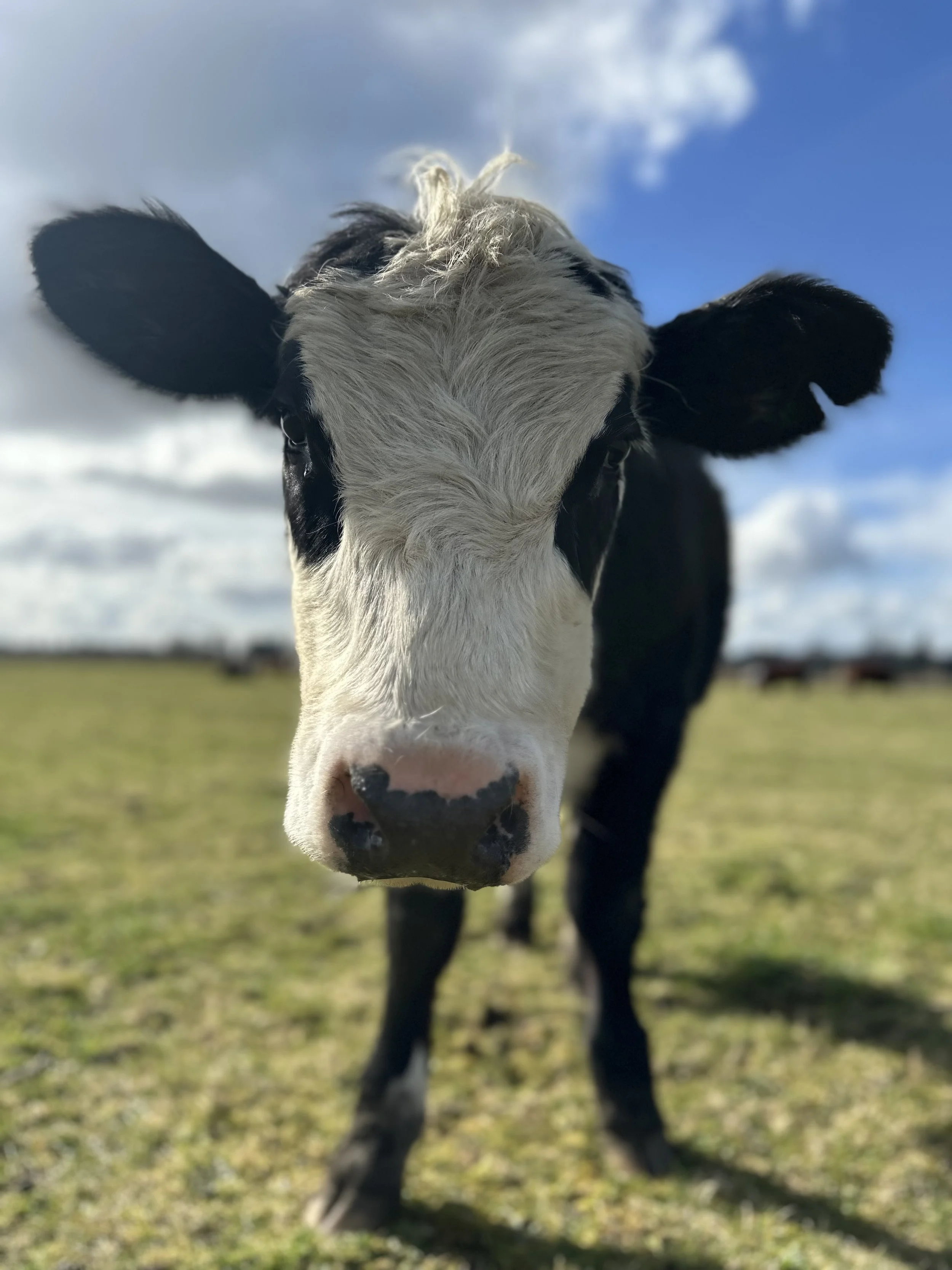 Close-up of a black and white calf standing on a grassy field with a blue sky and clouds in the background.