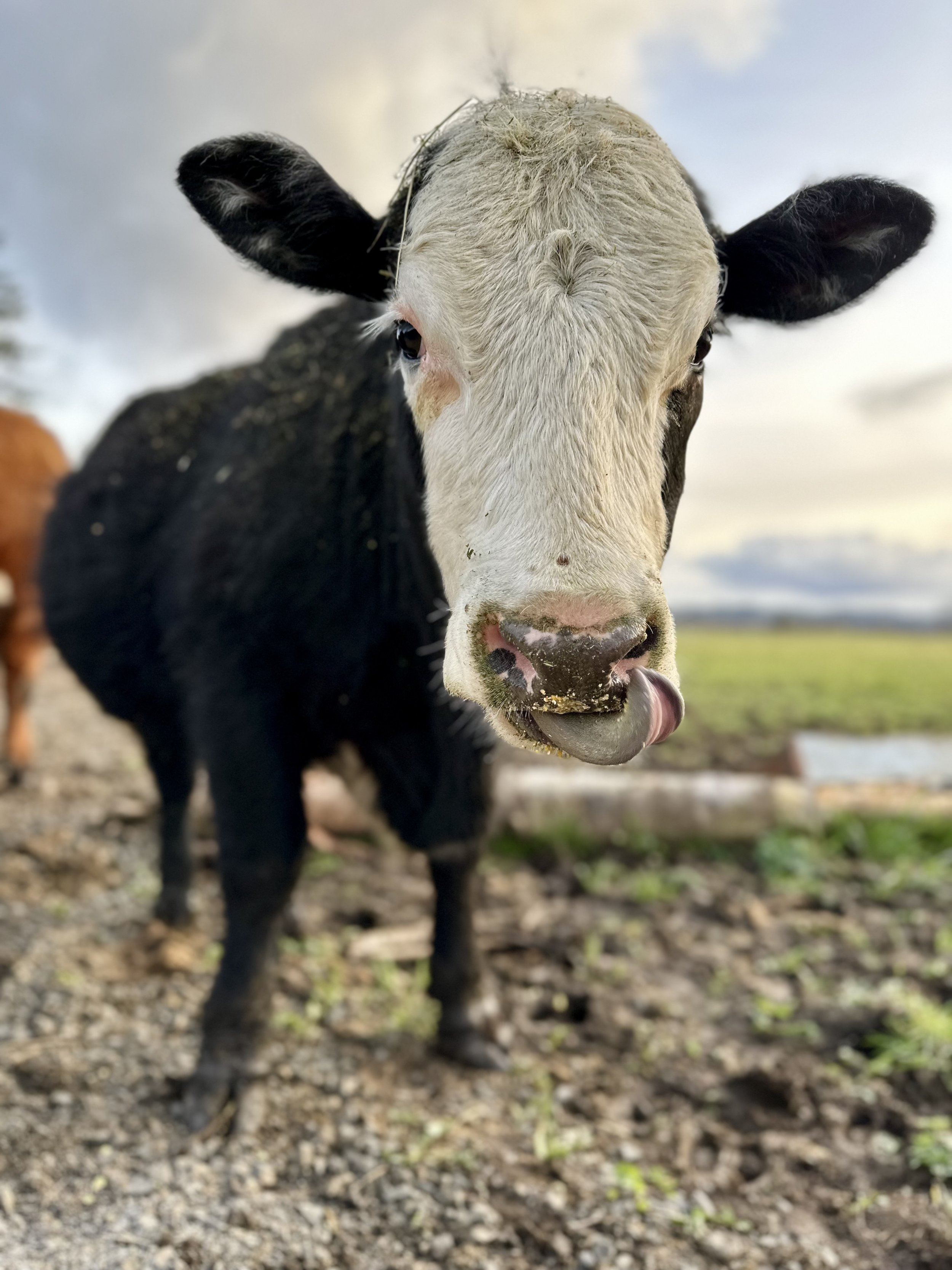 Close-up of a young black and white calf with a pink nose and tongue sticking out on a farm, with other cattle and outdoor scenery in the background.
