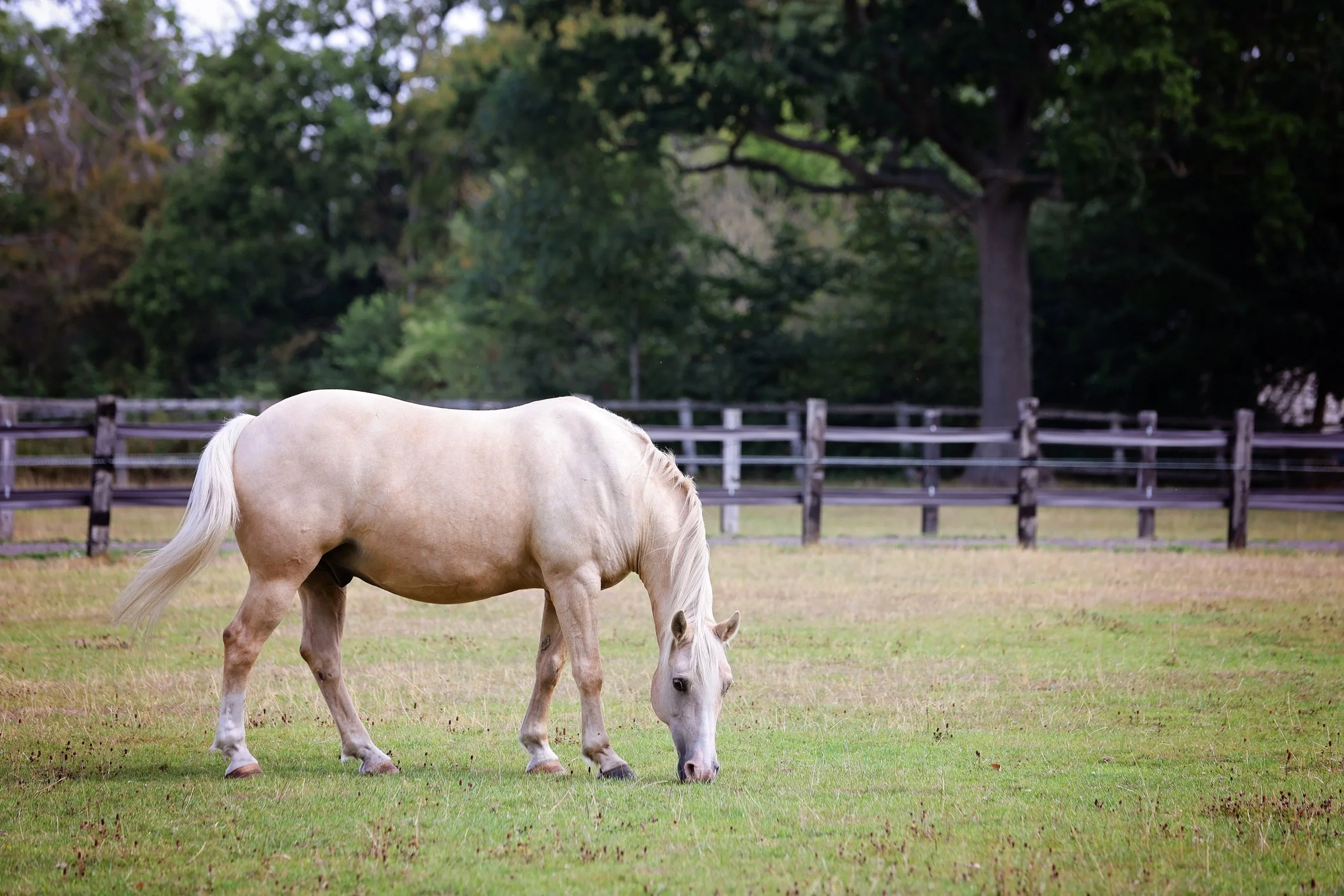 Prince, a palomino gelding of LEAP Equine in a field grazing