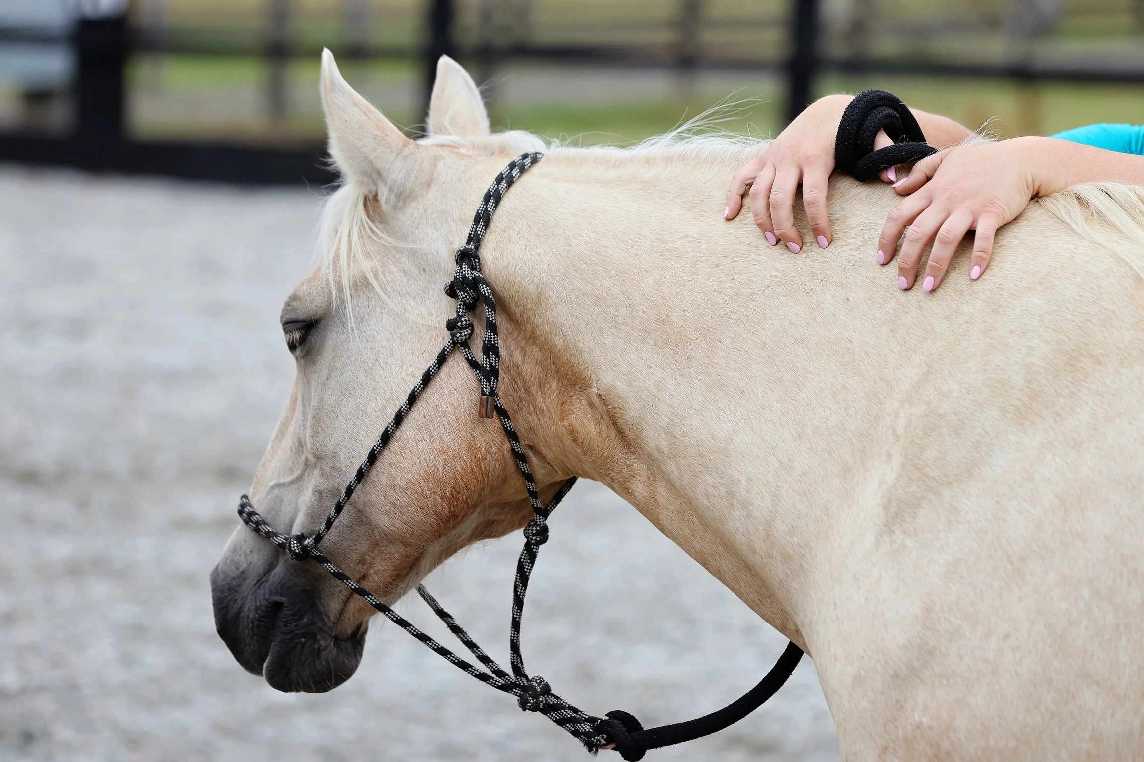 A person petting a light-coloured horse of the LEAP Equine herd in an outdoor setting.