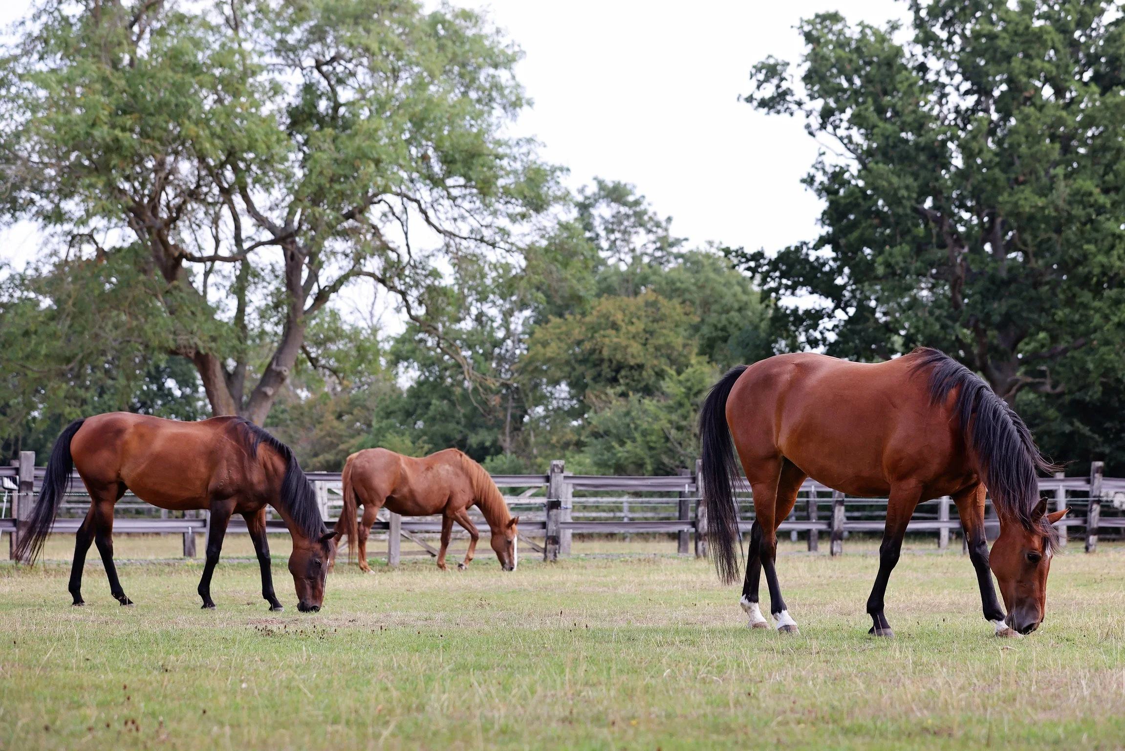 LEAP Equine mares grazing