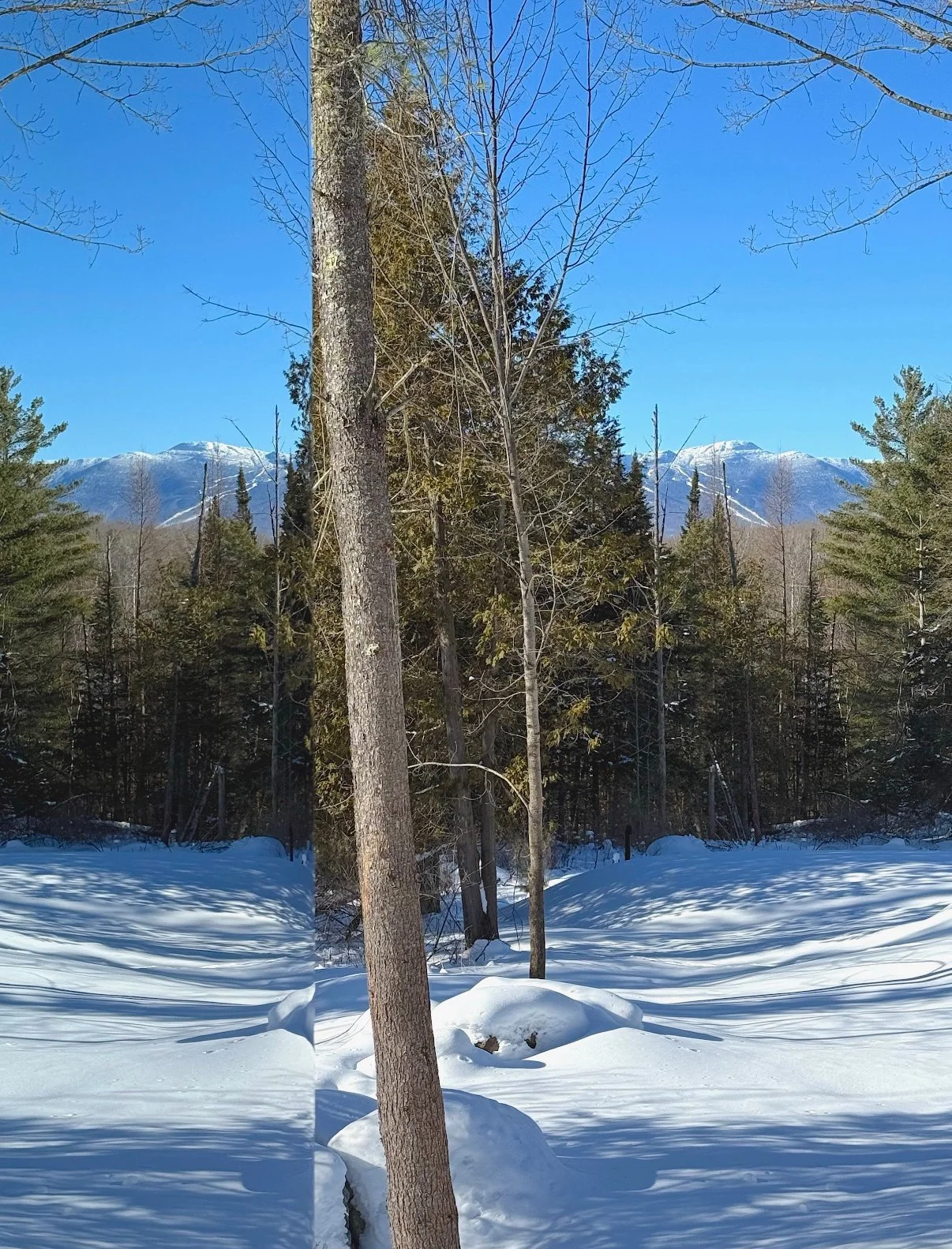 Snow-covered ground with trees in a forest, mountain peaks in the background, and a clear blue sky.