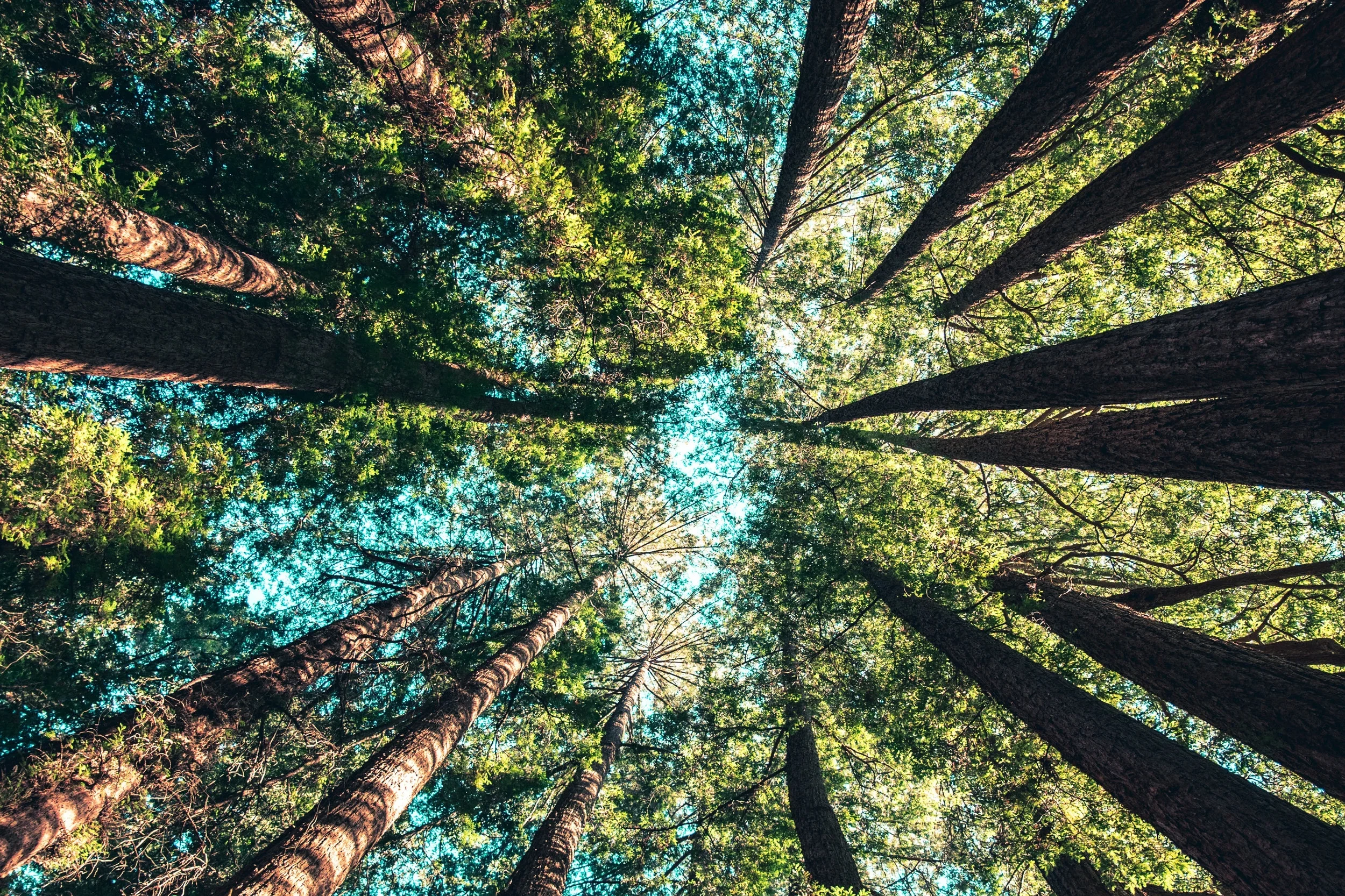 Looking up at a forest canopy with tall trees with green leaves and blue sky visible through the branches.