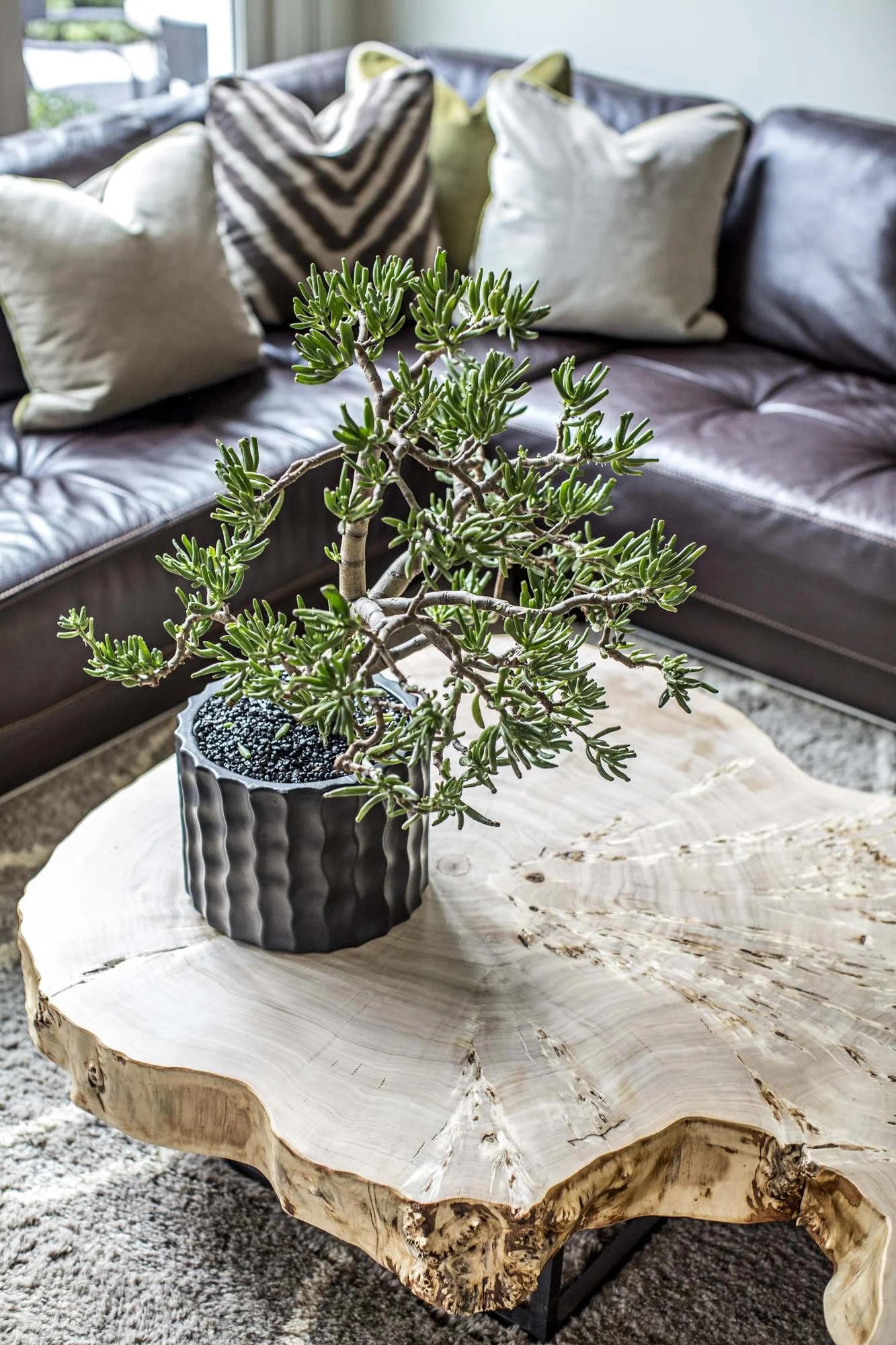ansley-atlanta-residential-interior-design-living-room-live-edge-table-succulent-detail.jpg