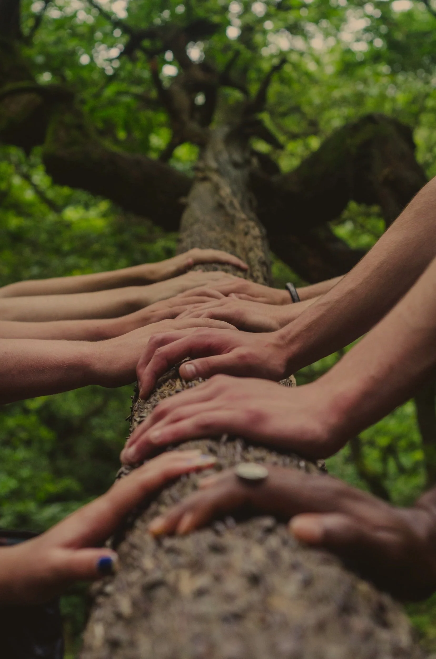 Many hands on a tree trunk