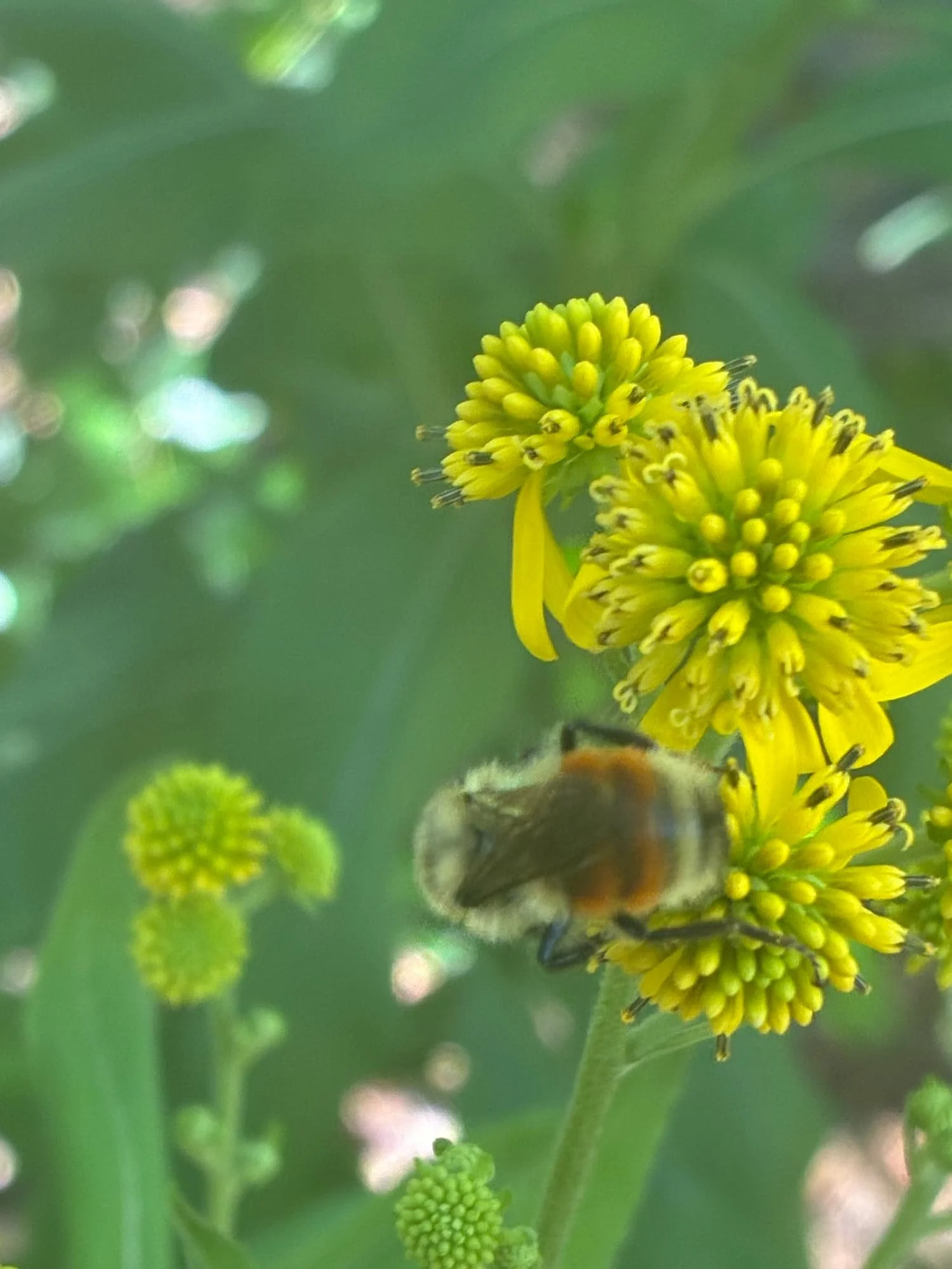 Close-up of a bee on a yellow flower amidst green foliage with blurred background.