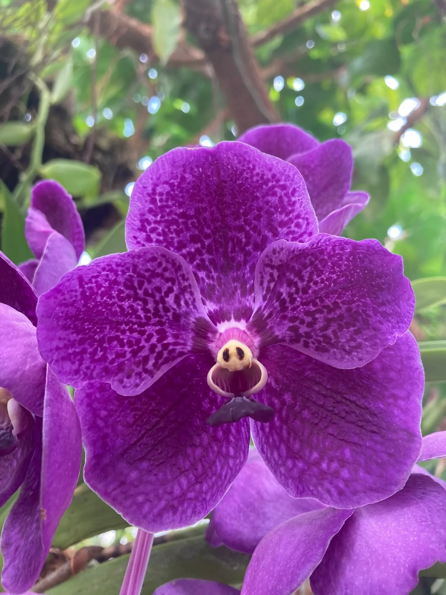 Close-up of a purple orchid flower with yellow and black insect on the petals, green foliage in the background.