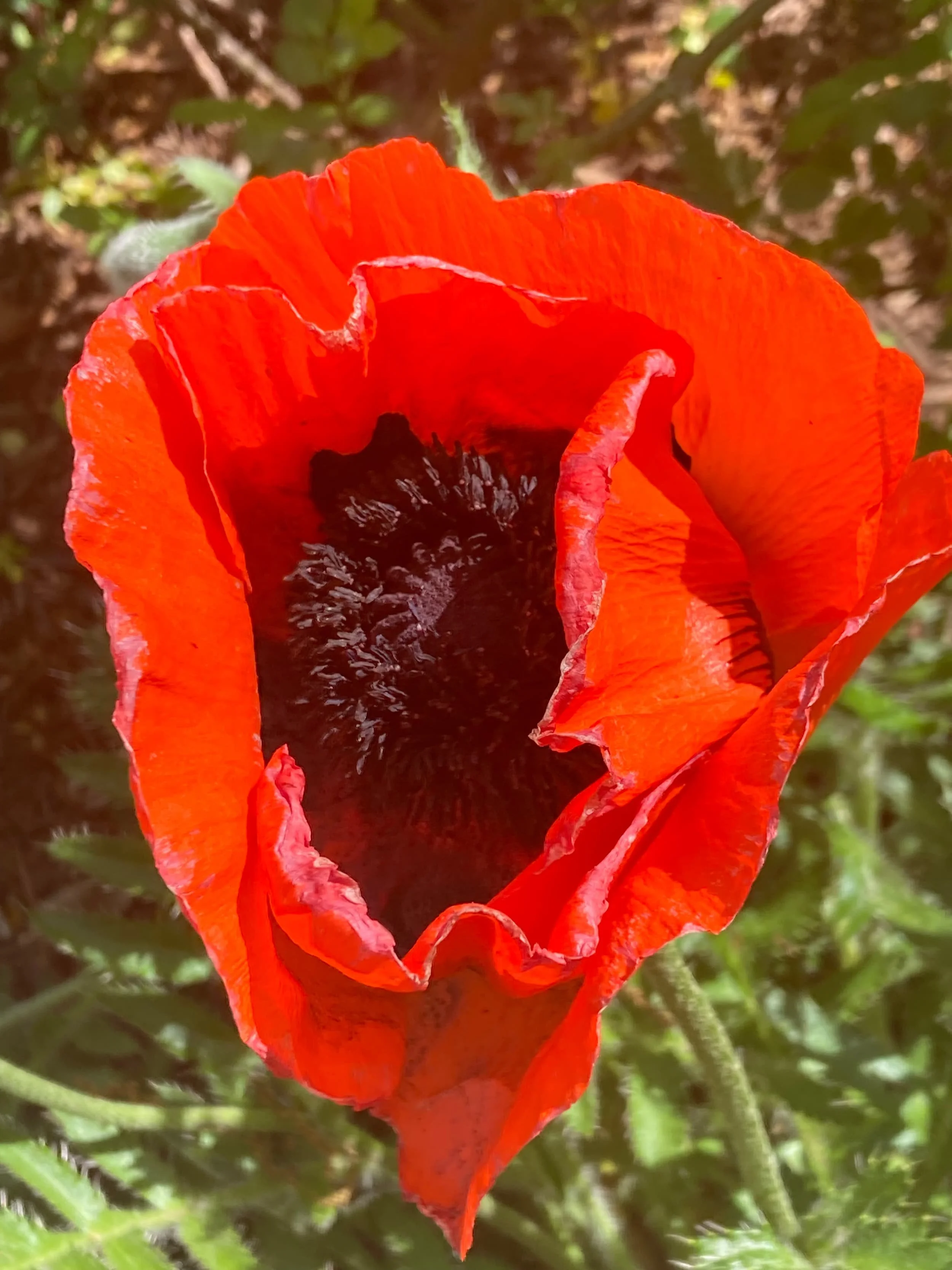 A close-up of a red poppy flower with black center, surrounded by green foliage.