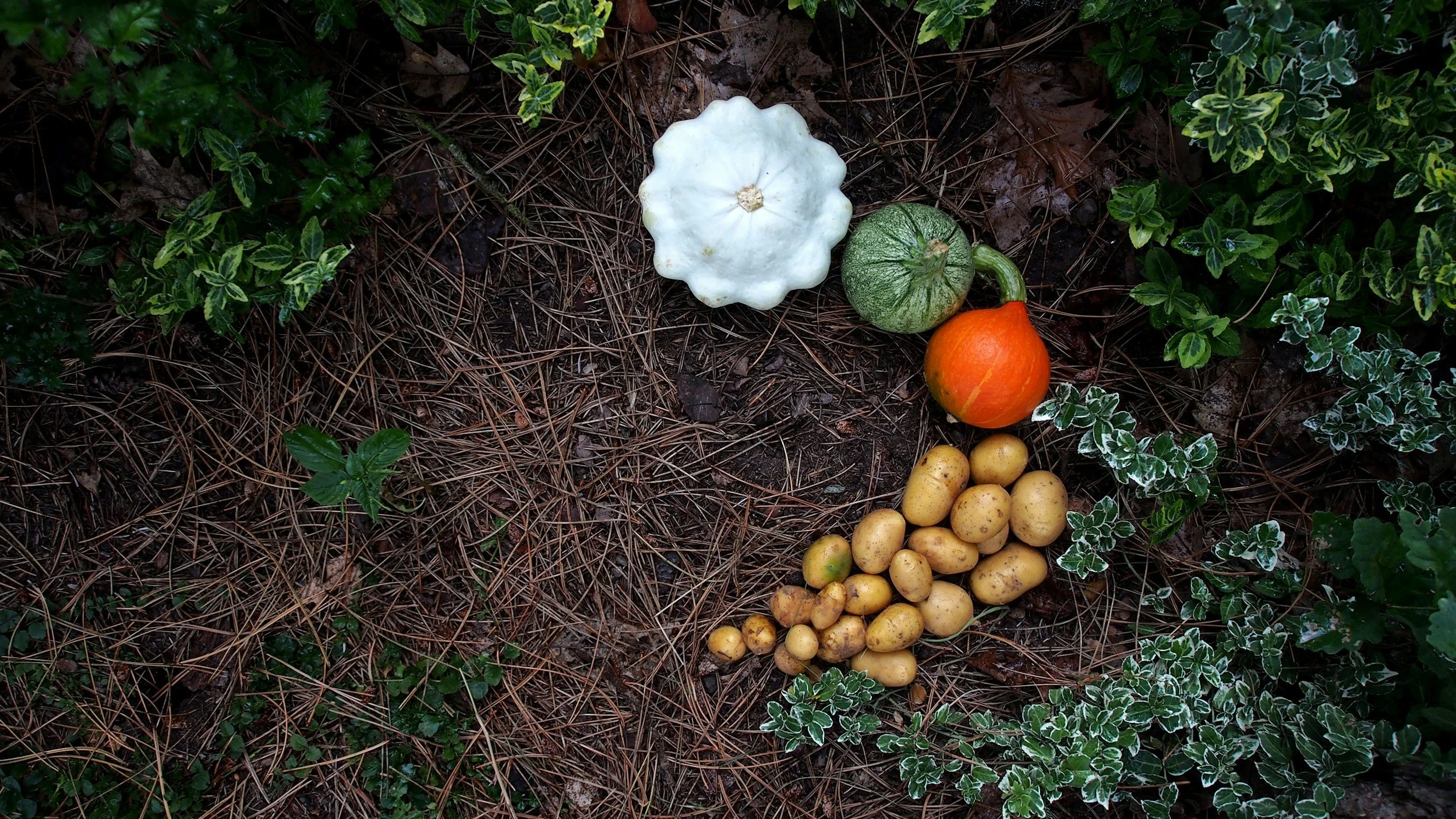 Cremation, Burial, or Compost?