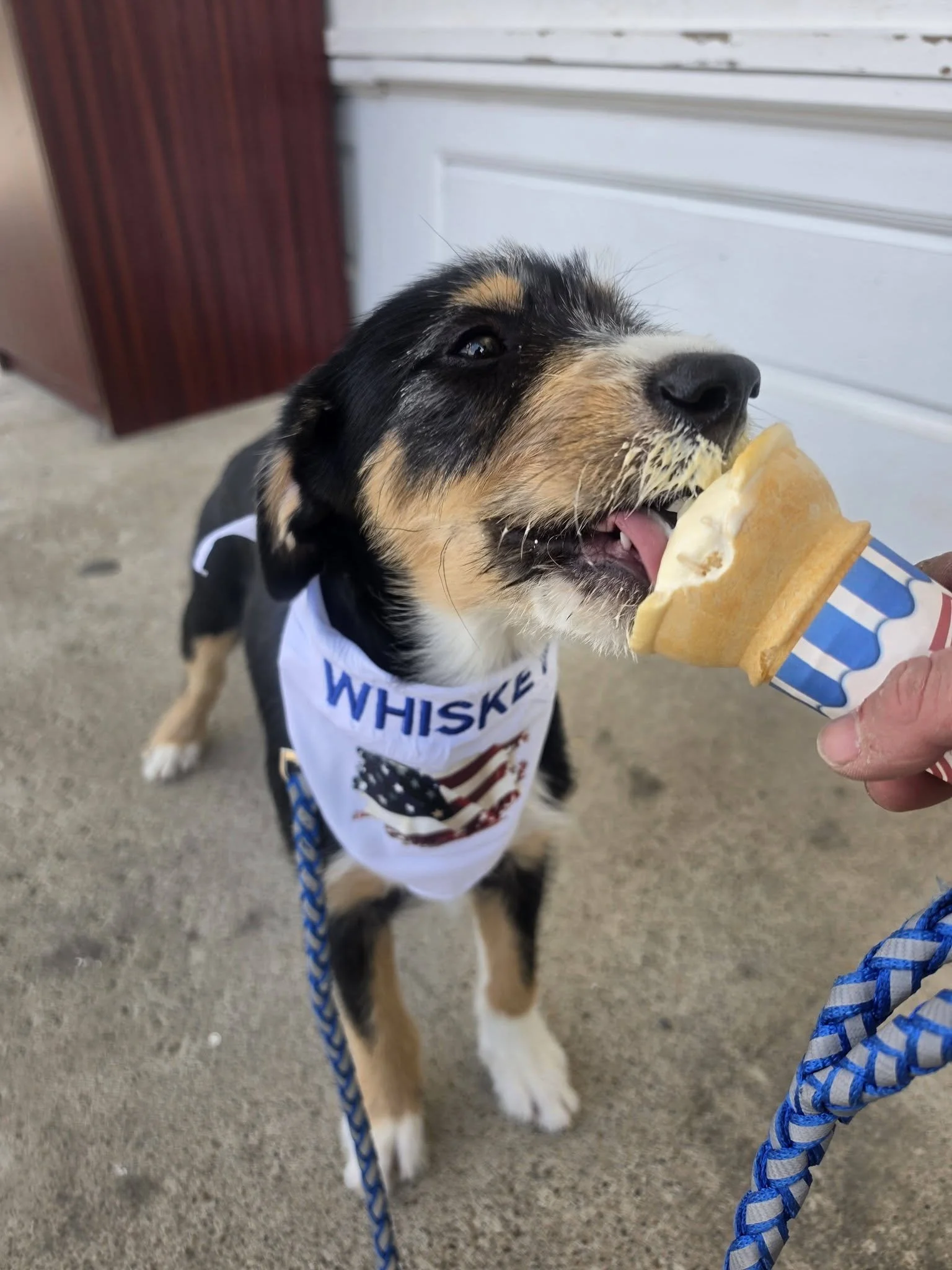 A puppy with black, tan, and white fur licking a vanilla ice cream cone. The puppy is wearing a bandana with the word 'WHISKEY' and is on a blue leash, standing on a concrete surface near a white wooden wall.