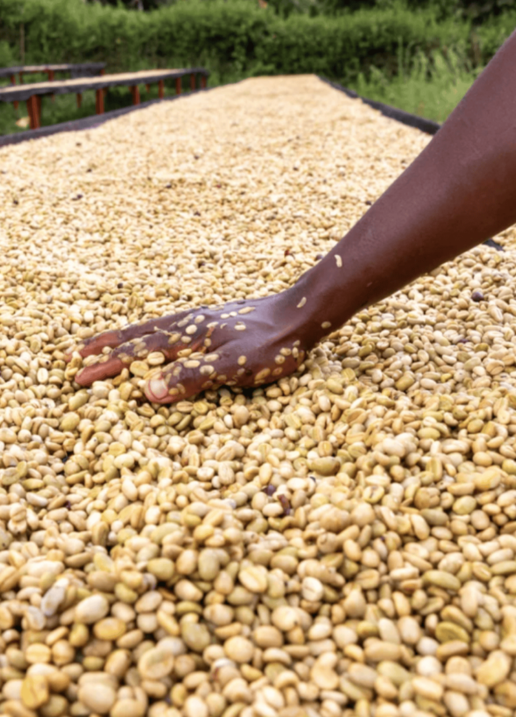 Kenya AA Rianjagi