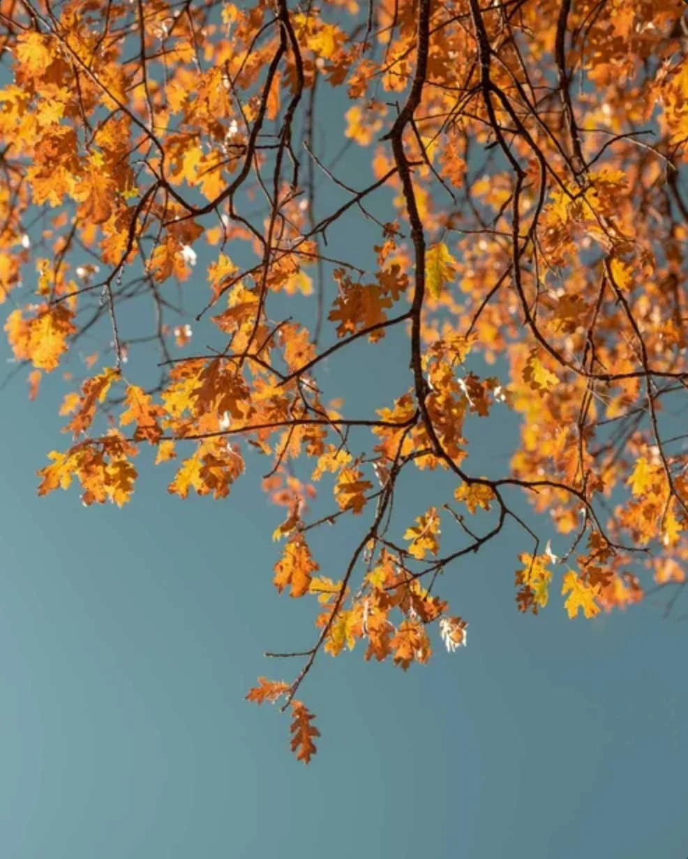 Autumn’s Ember