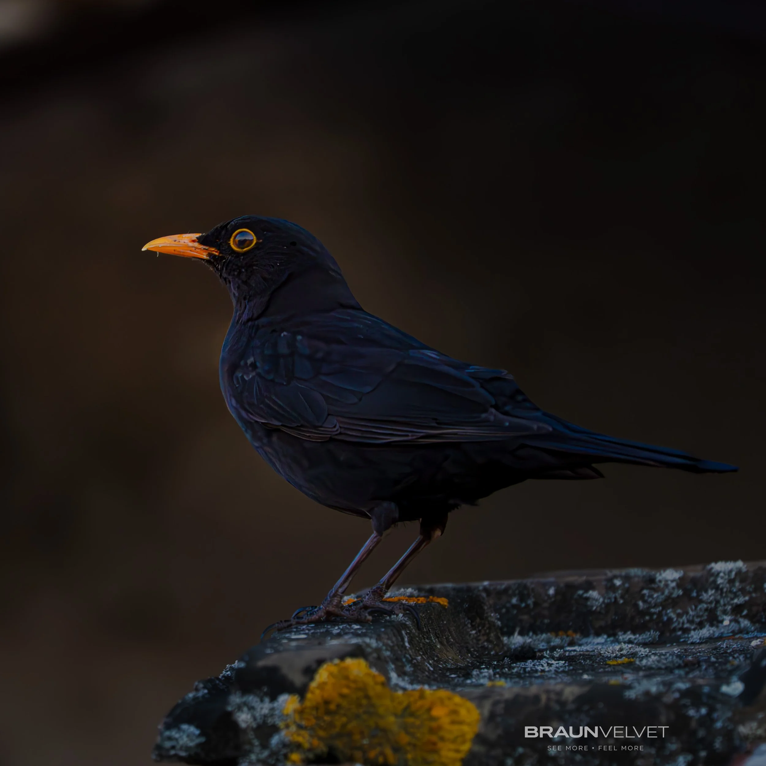Un merle noir observant l’horizon dans une ambiance sombre et apaisante. Une image élégante où les contrastes naturels mettent en valeur la beauté discrète de l’oiseau.