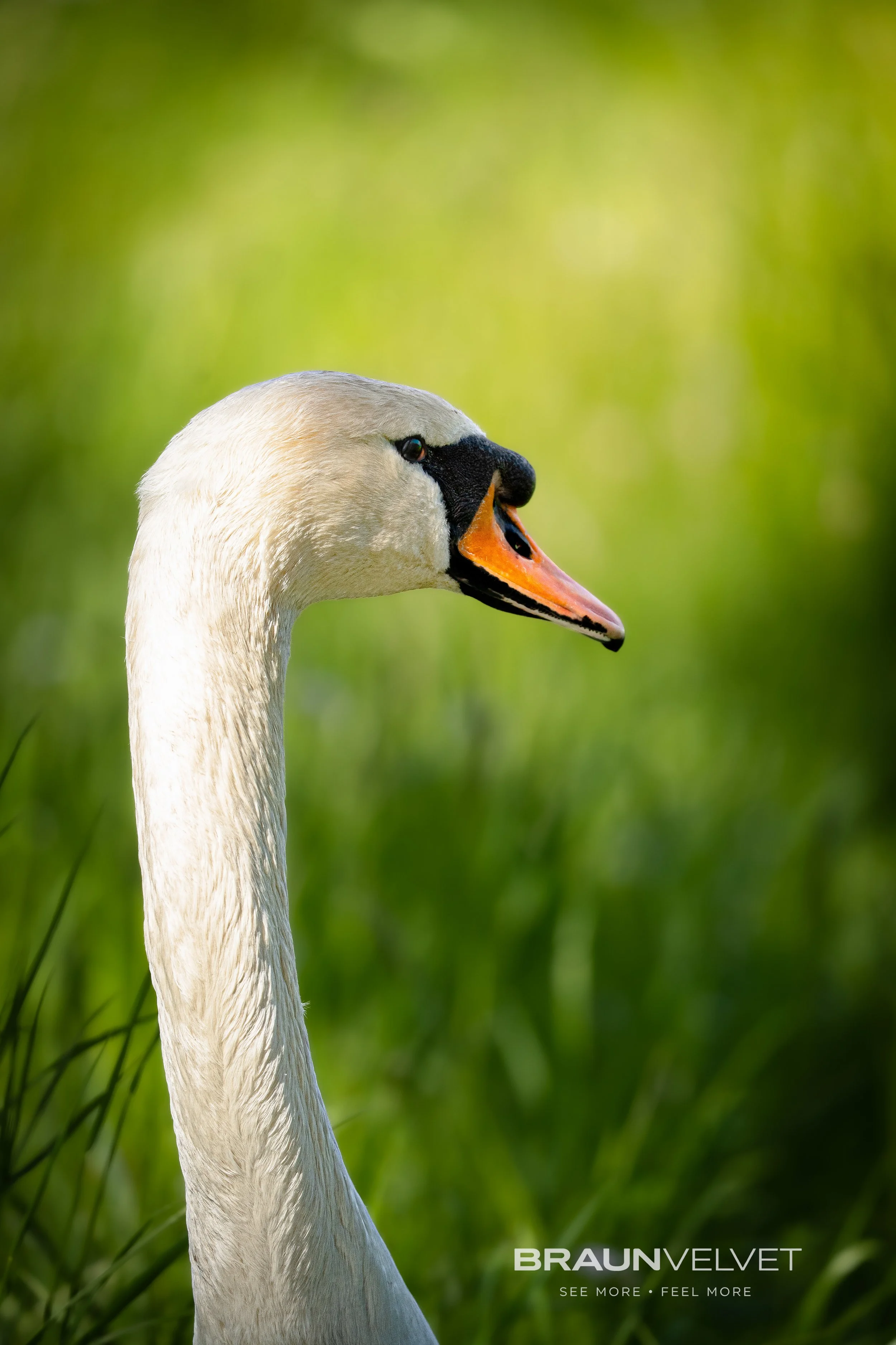 cygne.jpg