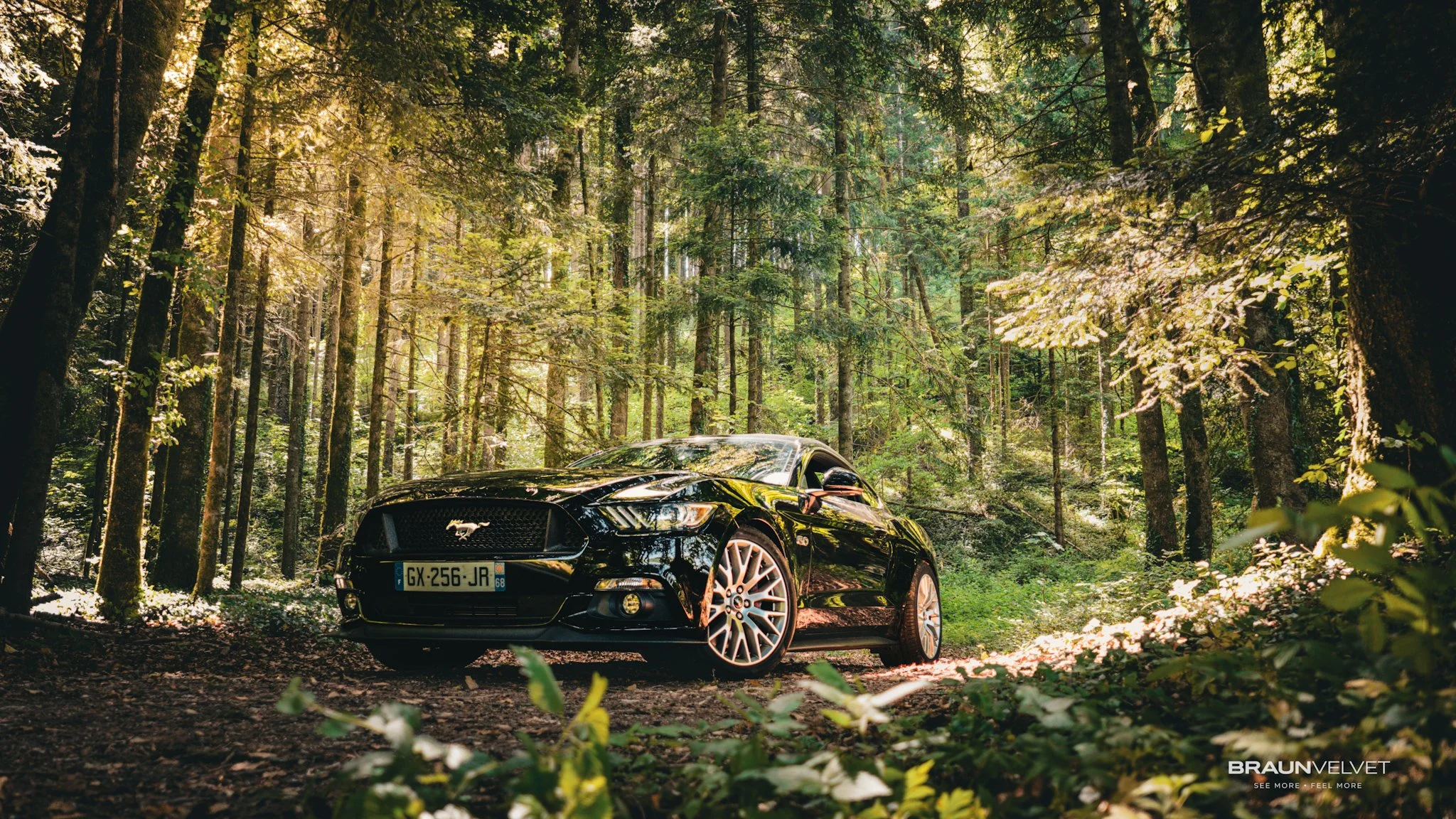 Une Ford Mustang noire au cœur d’une forêt baignée par la lumière naturelle. Un contraste entre puissance mécanique et atmosphère sauvage au milieu des arbres.