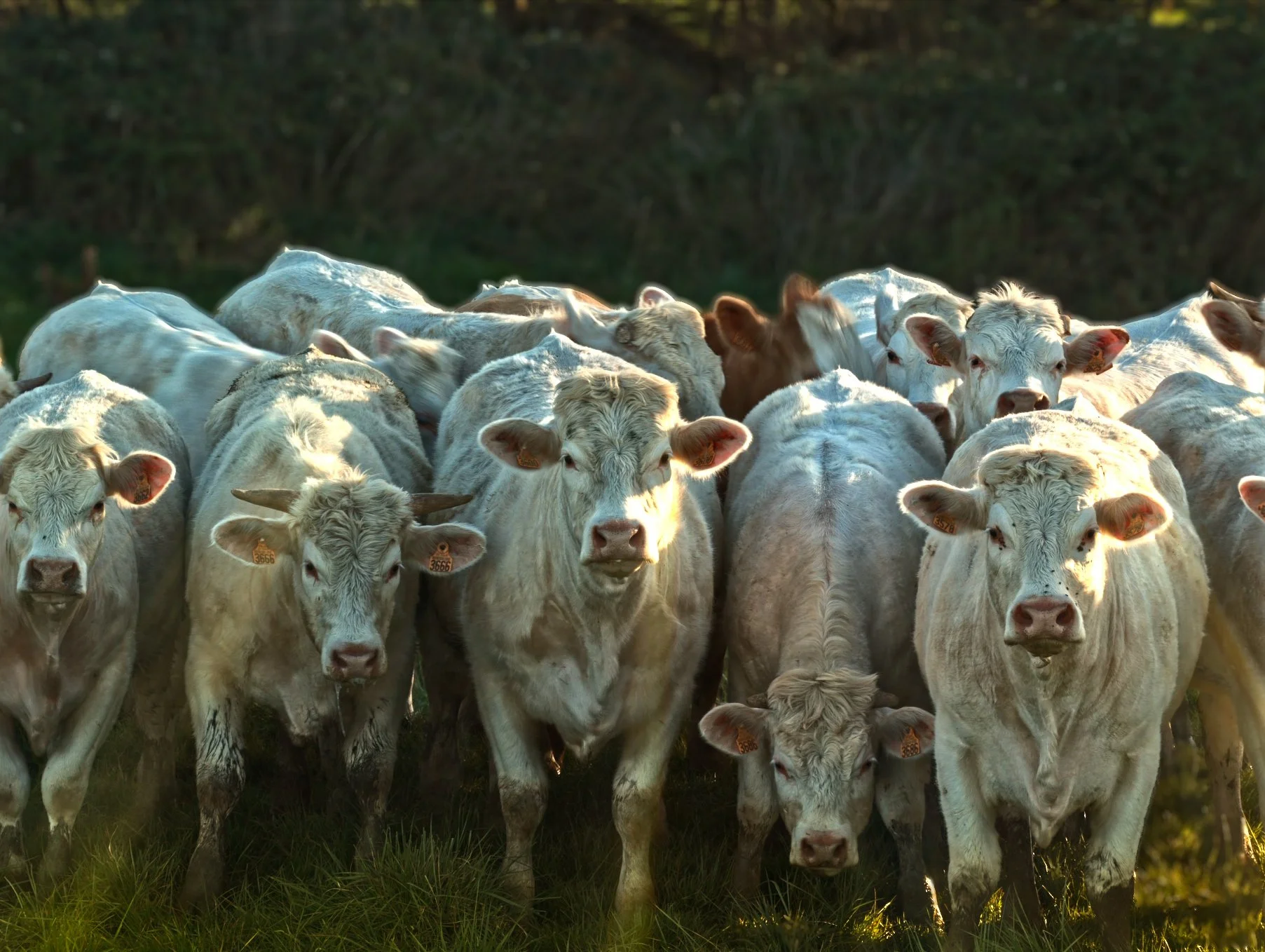 vache fini.jpg